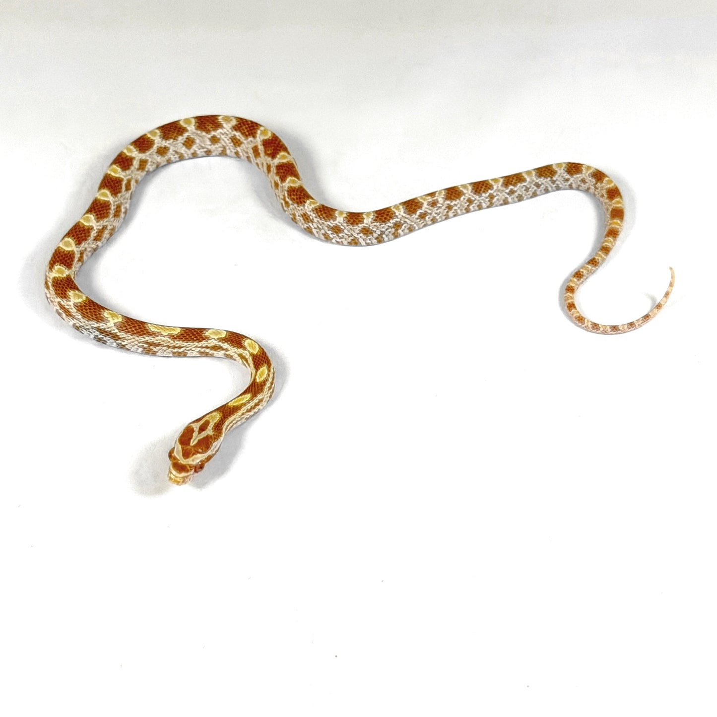 2026 Male Butter het Scaleless pos het Anery Motley