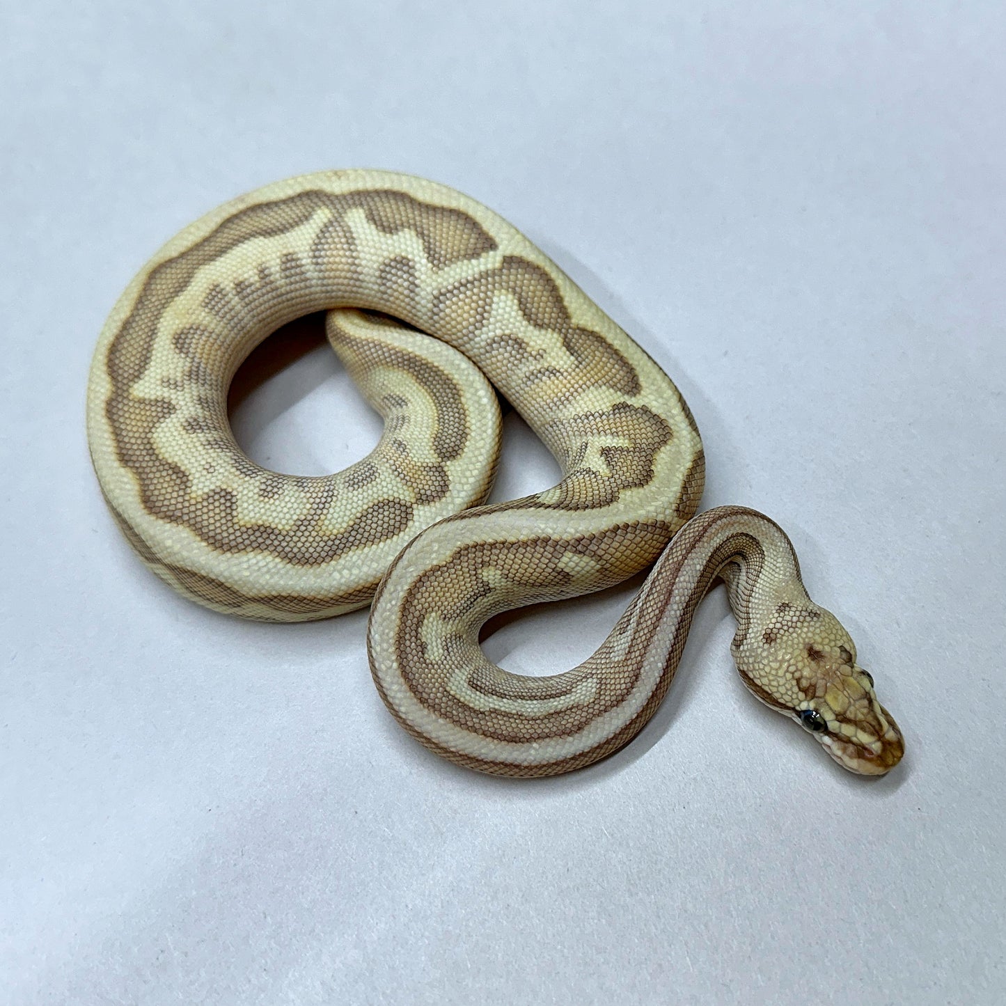 2024 Female Spotnose Lesser Lesser Enchi 100% het Clown