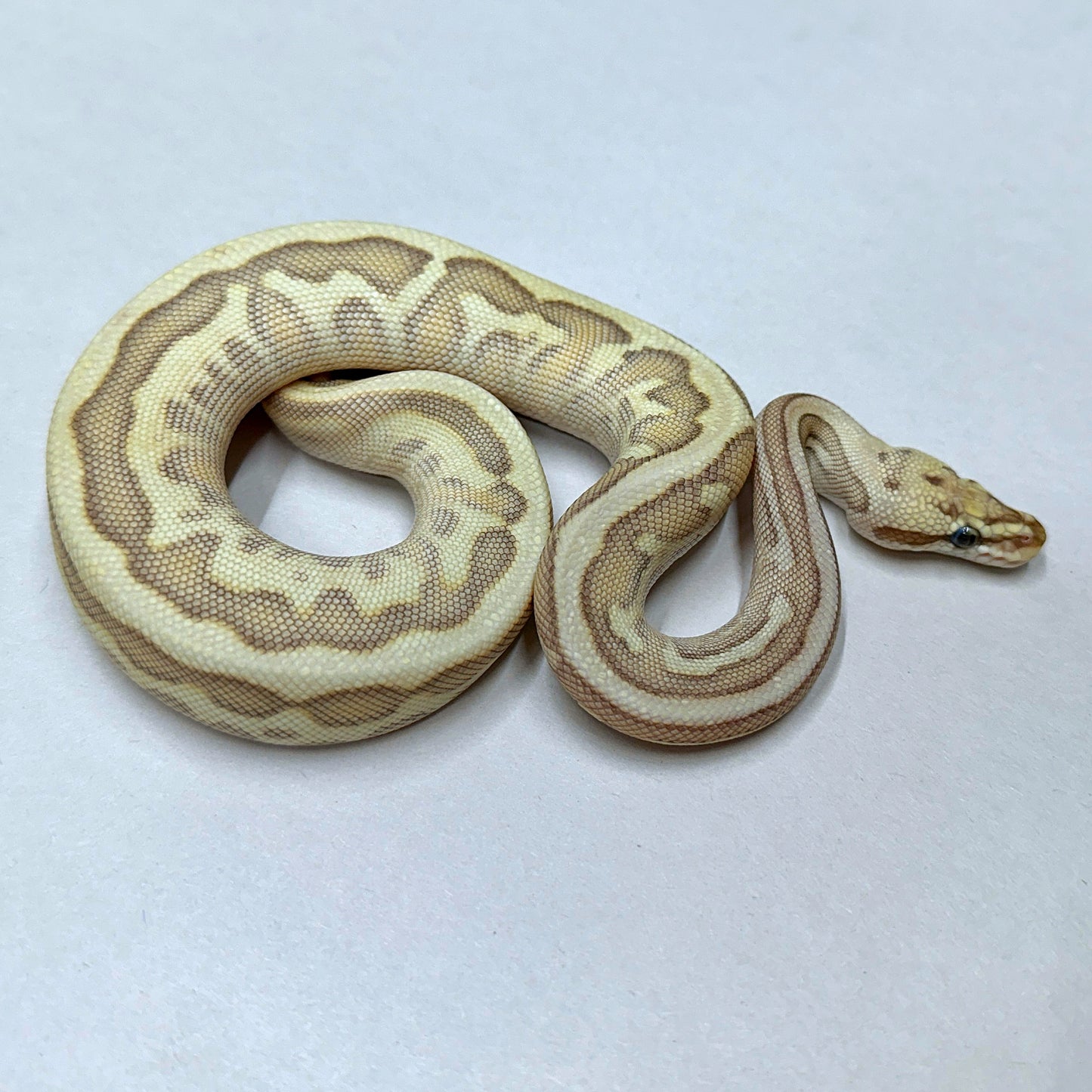 2024 Female Spotnose Lesser Lesser Enchi 100% het Clown