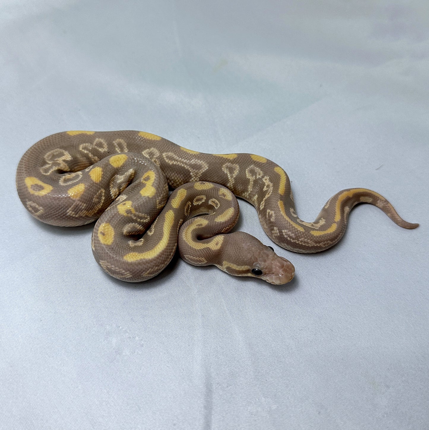 2024 Male Banana Black Pastel Mojave Redstripe (pos Blackhead)