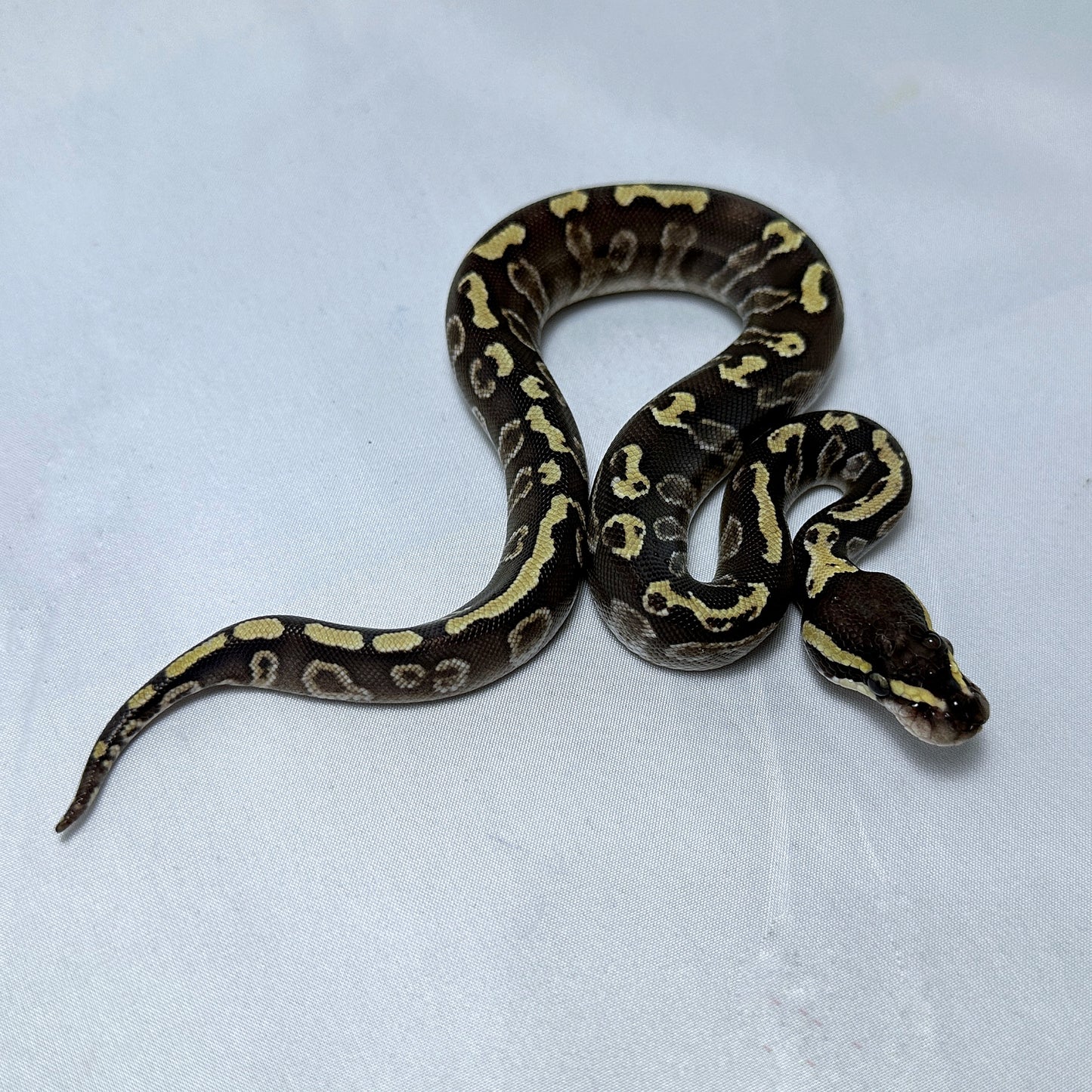 Female GHI