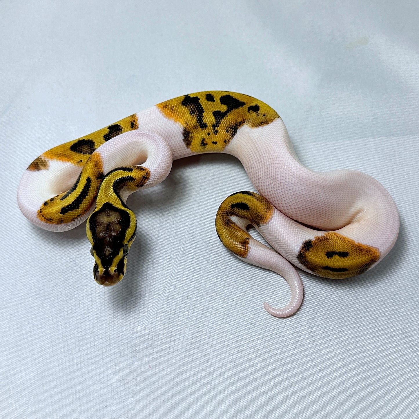2024 Female Pastel Pied