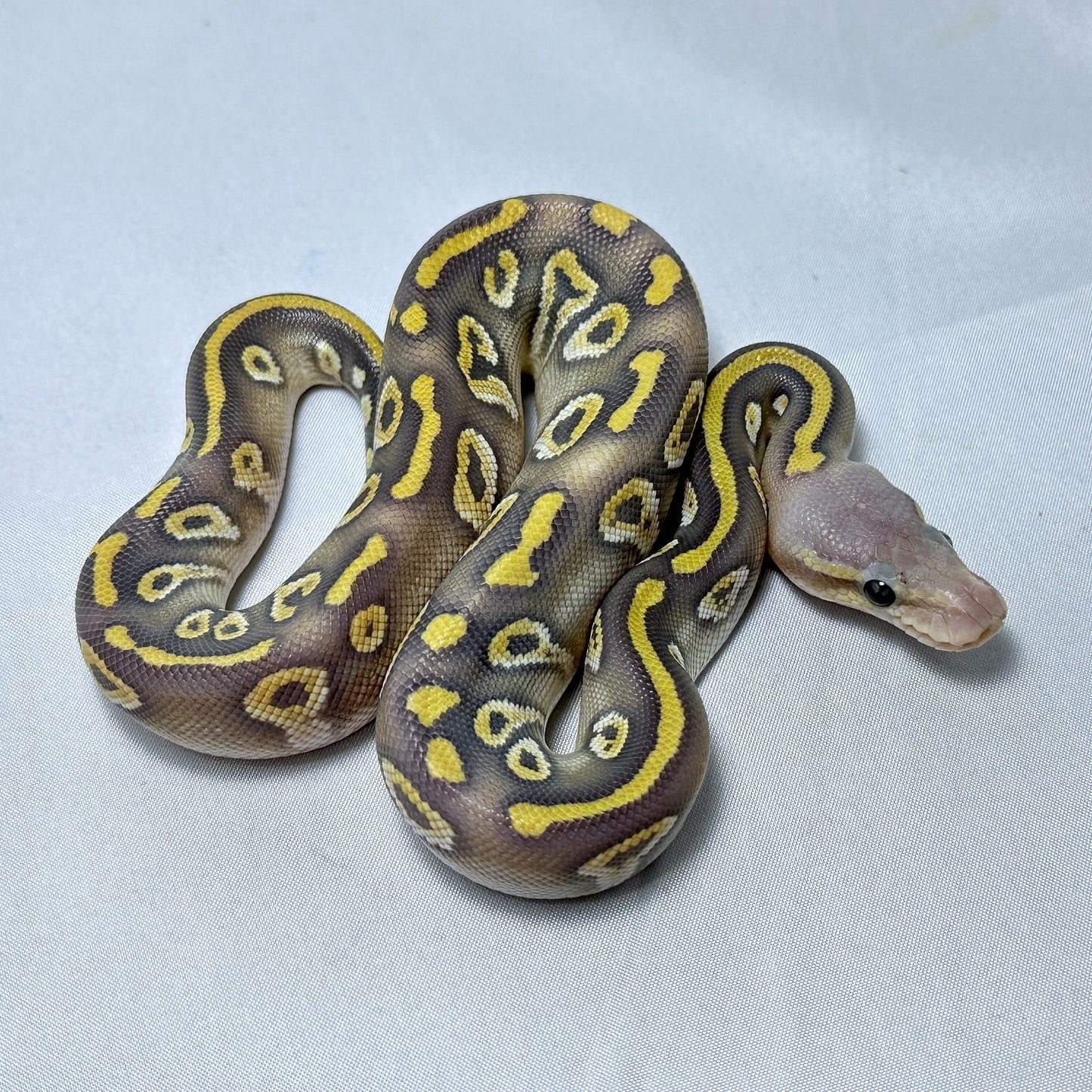 2024 Female Chocolate Mojave Hypo