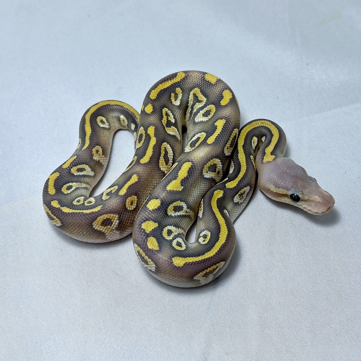 2024 Female Chocolate Mojave Hypo