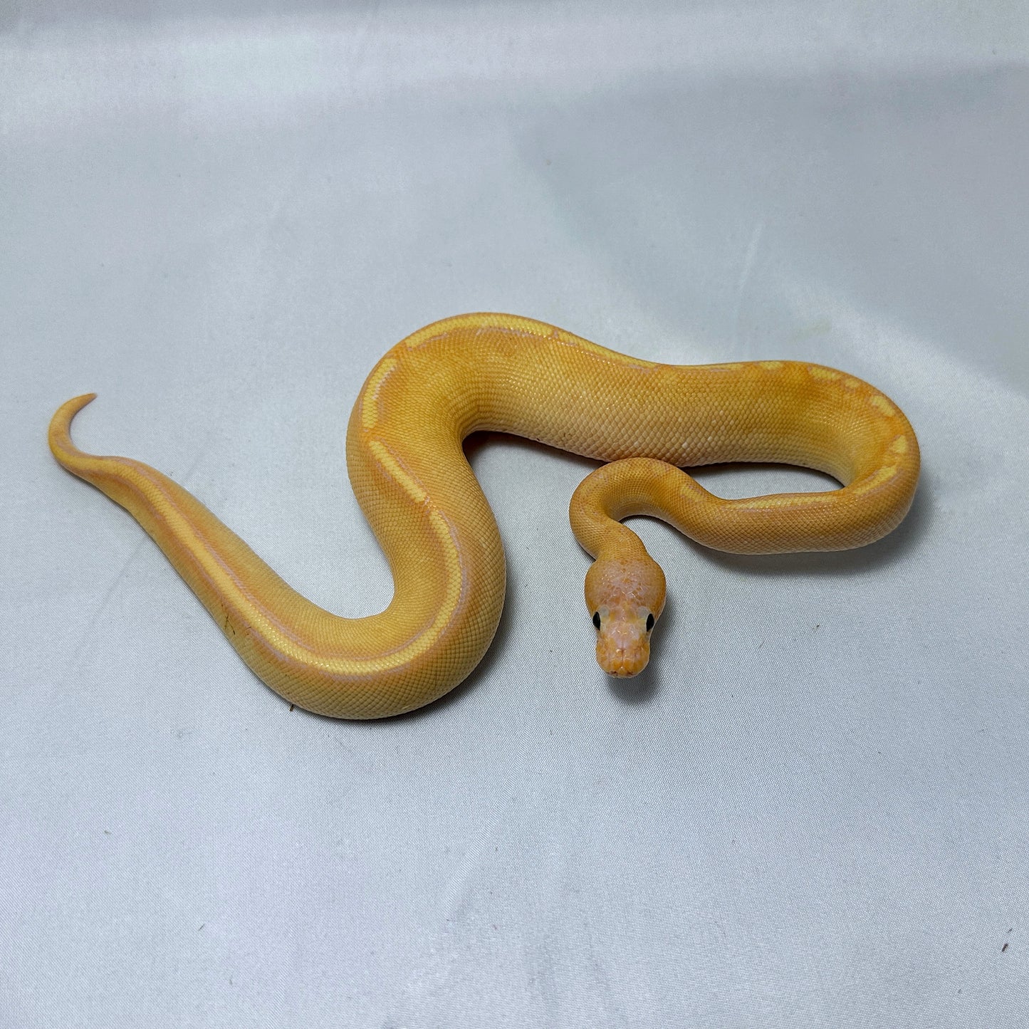 2024 Female Banana Mojave Mimosa