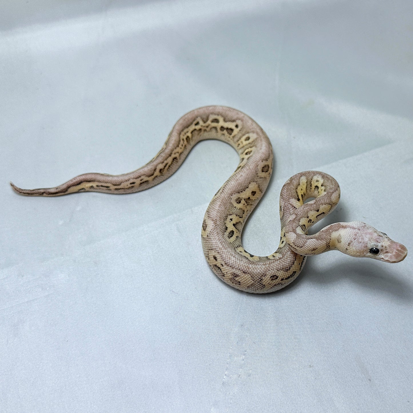 2024 Female Black Pewter Fire Clown 66% ph Hypo 50% ph Caramel