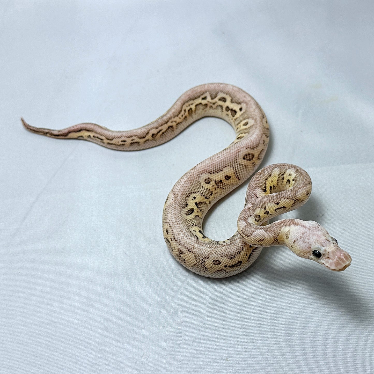 2024 Female Black Pewter Fire Clown 66% ph Hypo 50% ph Caramel