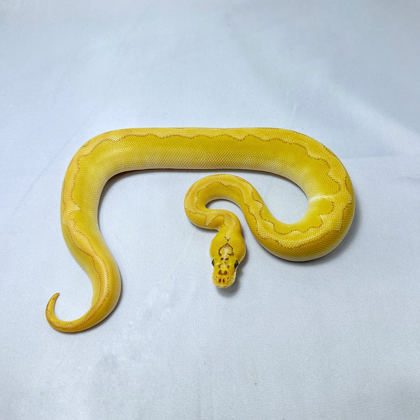 2024 Female Super Pastel Enchi Lesser Clown