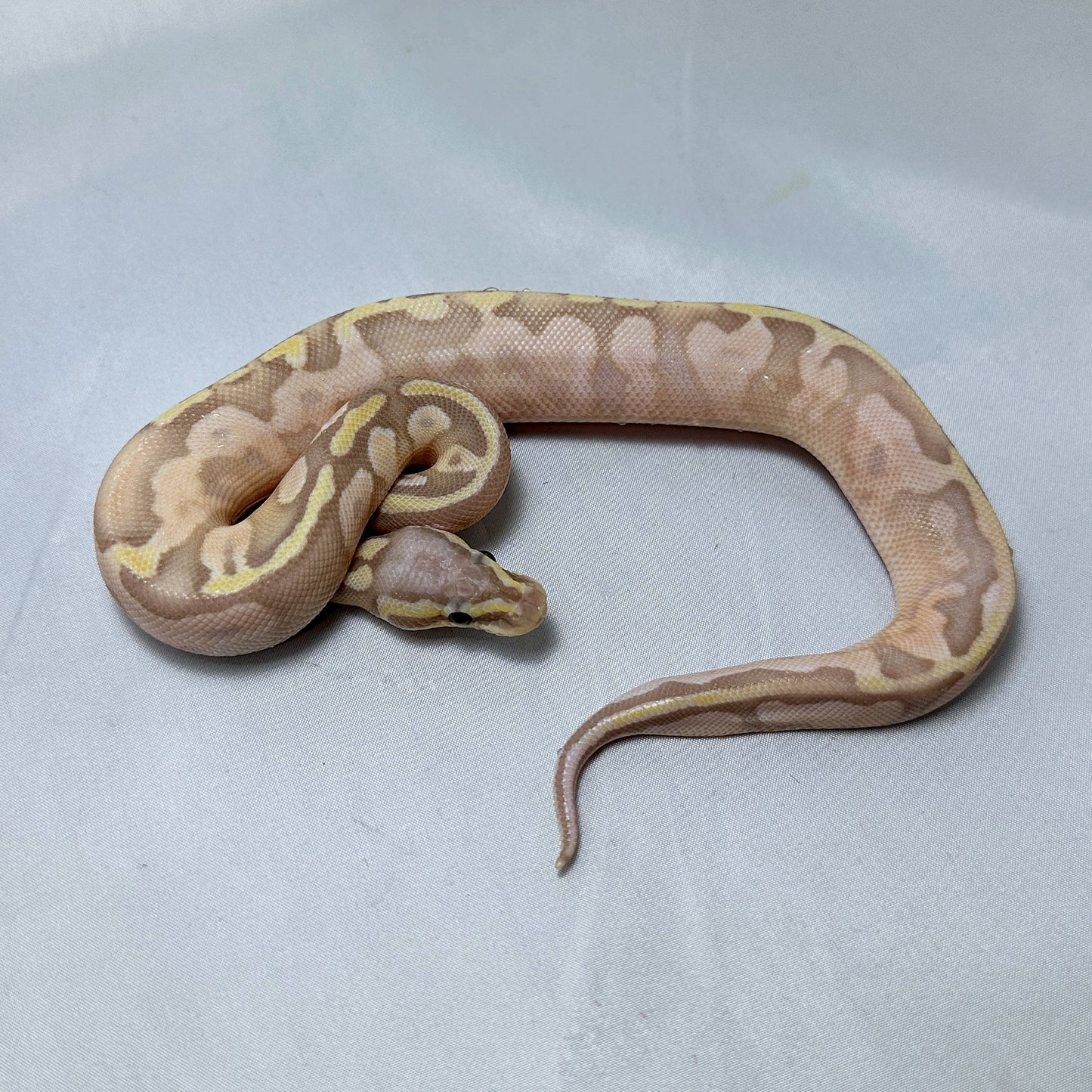 2024 Male Super Pastel Banana Sugar 100% het Pied