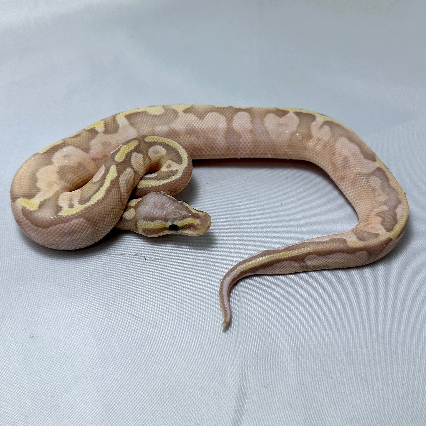2024 Male Super Pastel Banana Sugar 100% het Pied