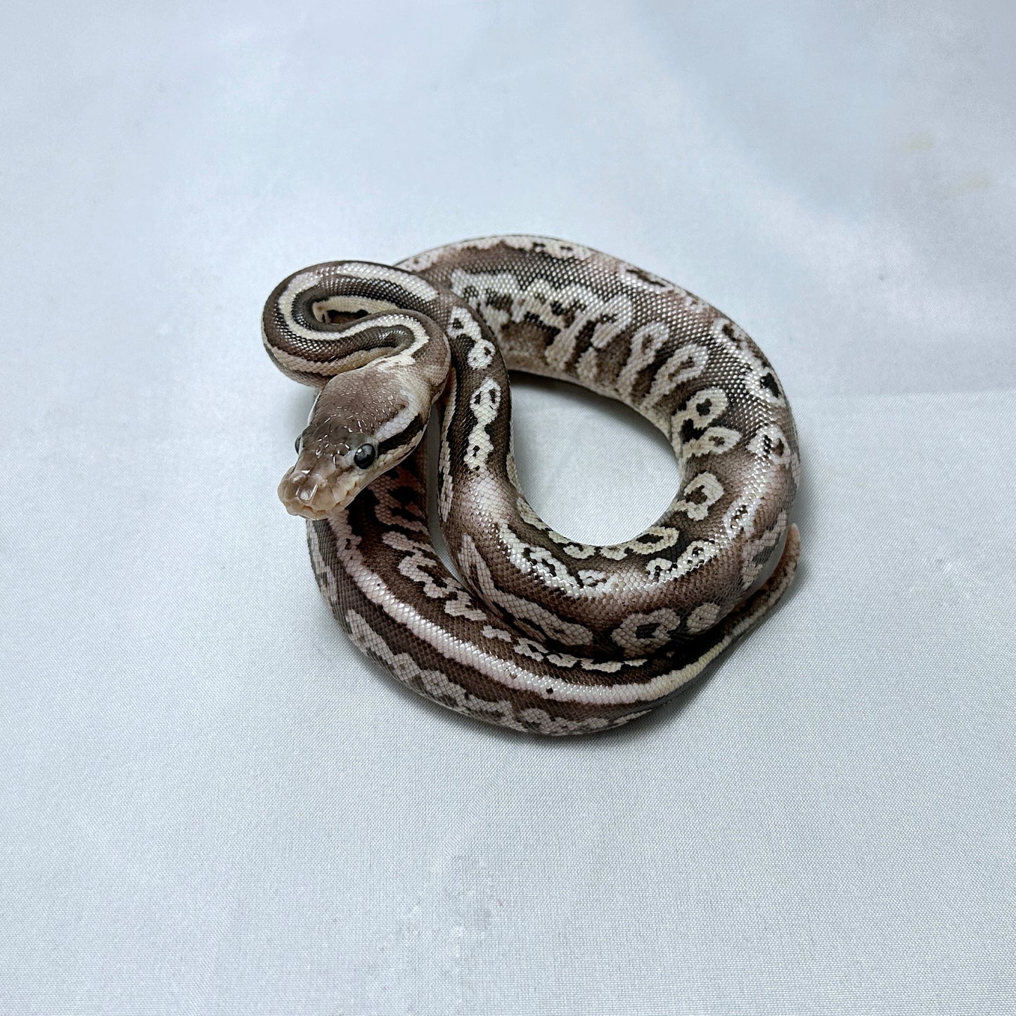 2024 Female Black Pewter Vanilla YB