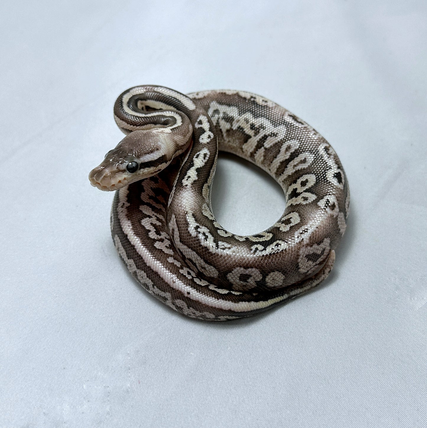 2024 Female Black Pewter Vanilla YB