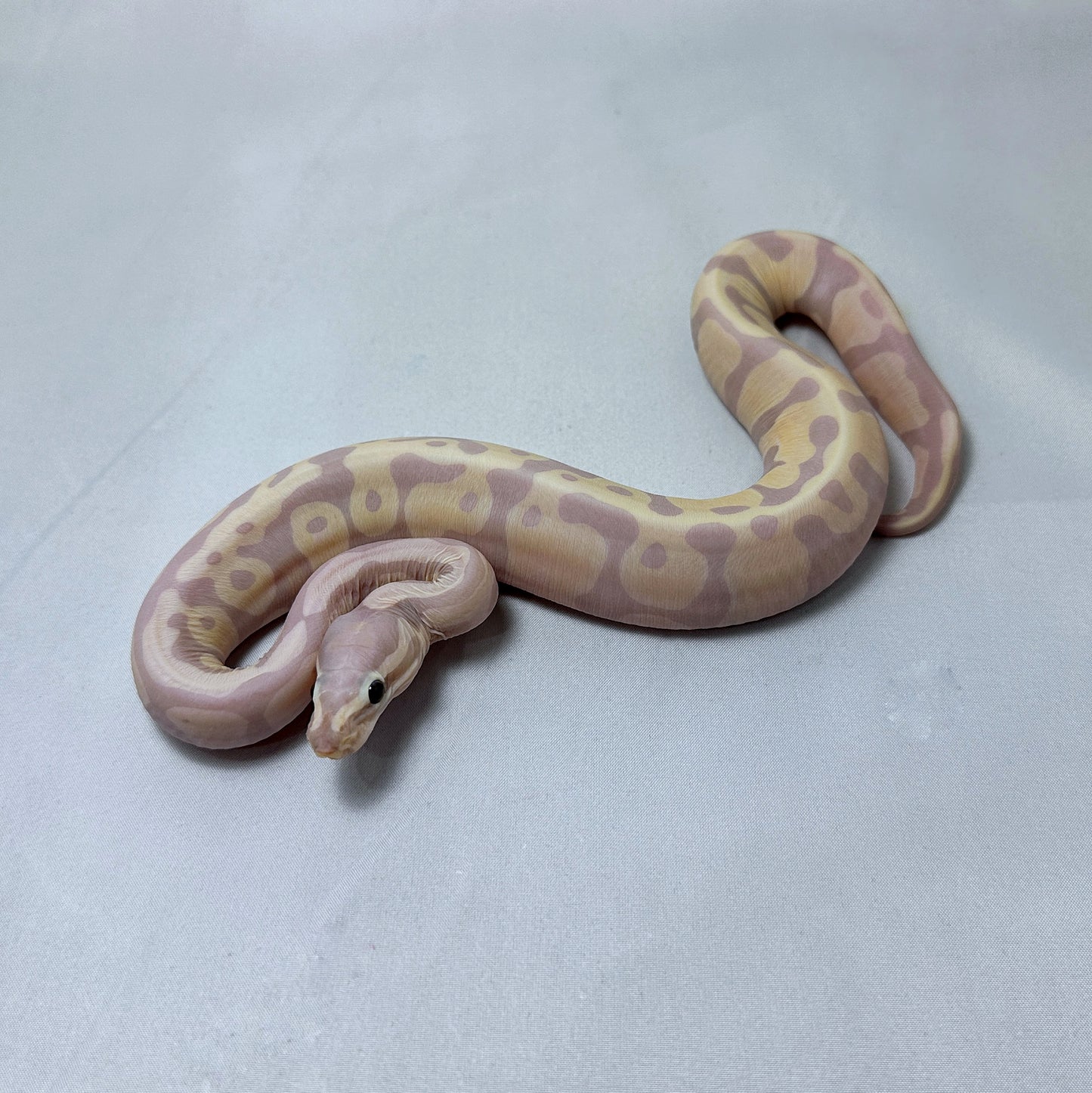 2024 Female Banana Scaleless (Super Microscale)