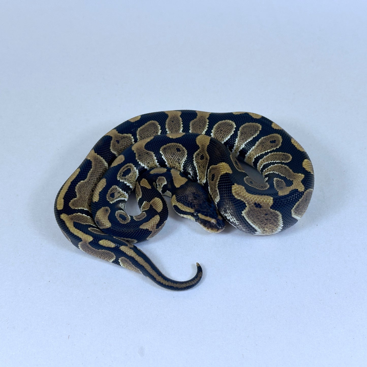 2025 Female TH VPI True Ghost Clown