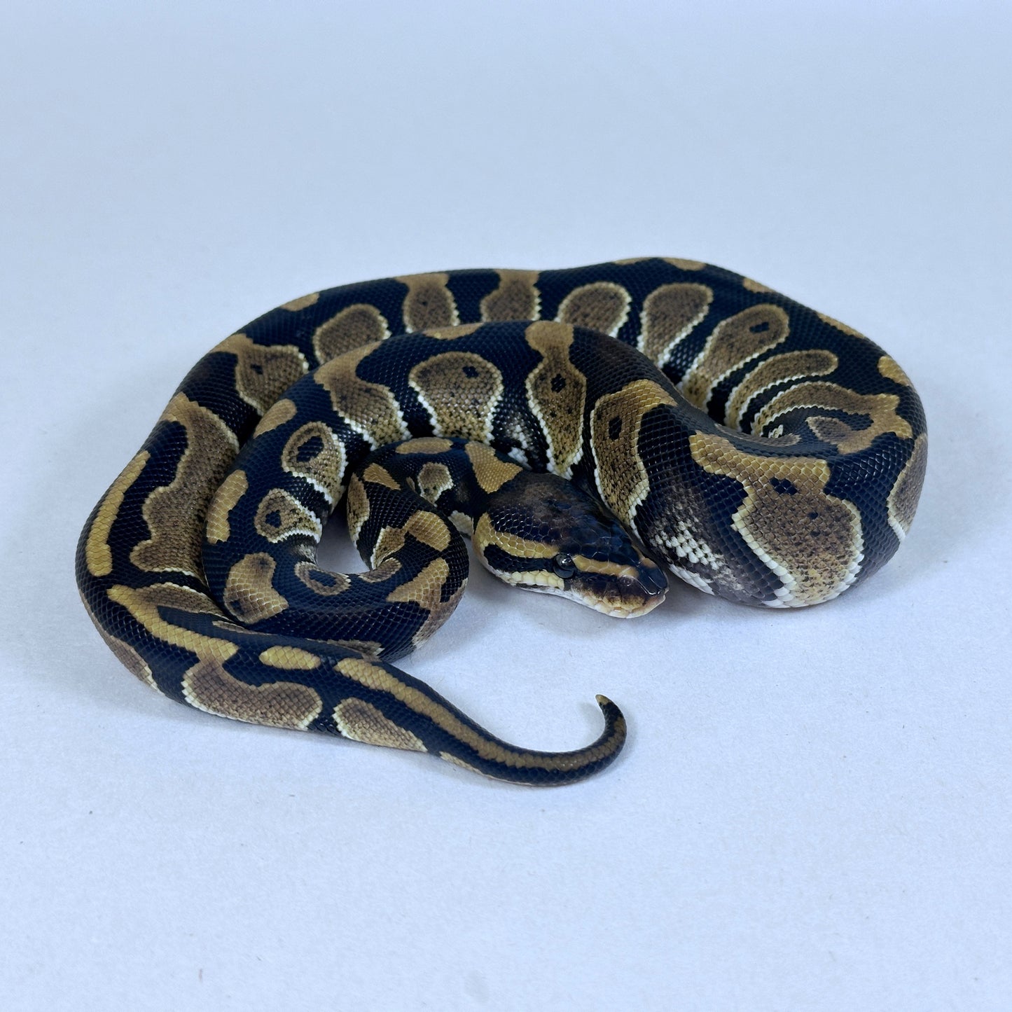 2025 Female TH VPI True Ghost Clown