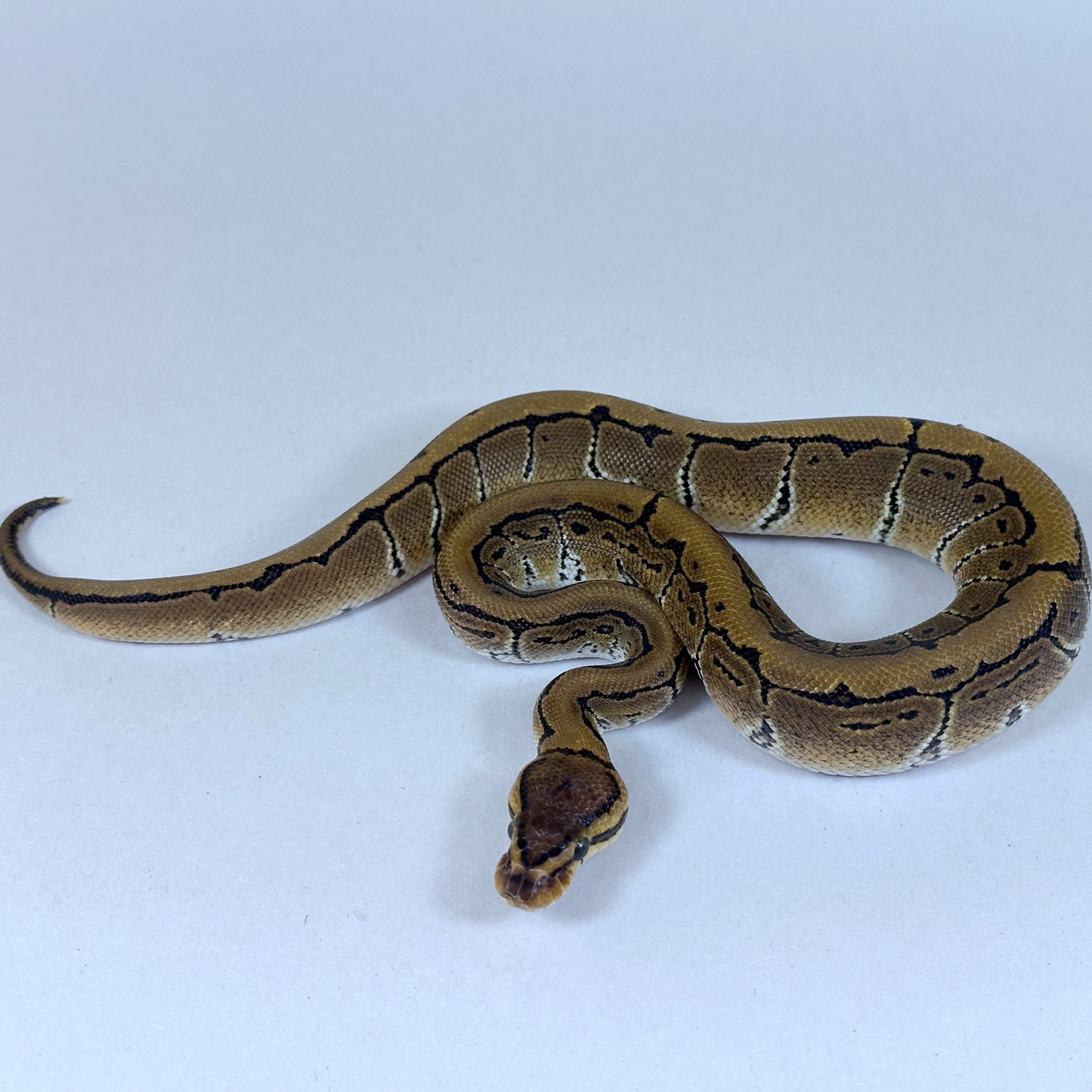 2025 Male Pinstripe TH VPI True Ghost Clown