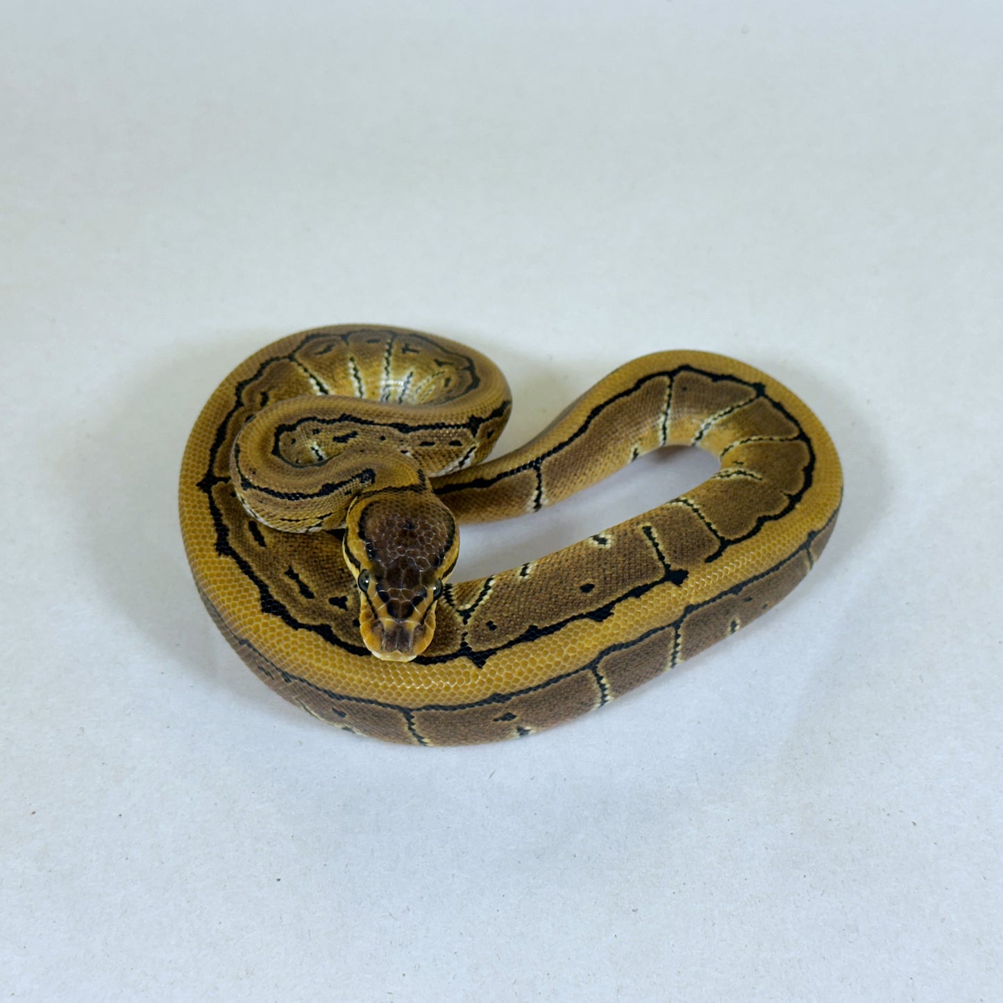 2025 Male Pinstripe 100% TH VPI True Ghost Clown