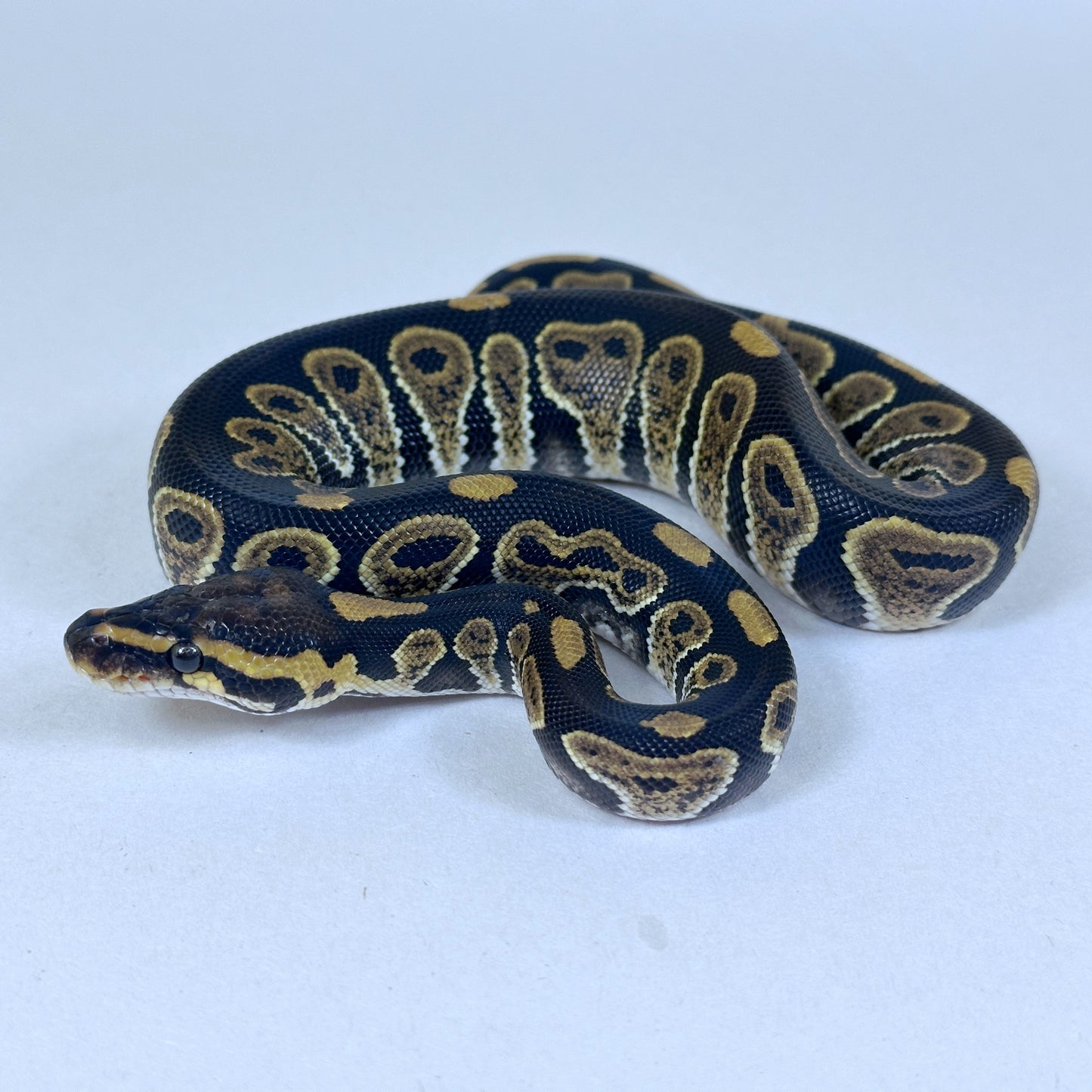 2025 Male Chocolate TH VPI True Ghost Clown