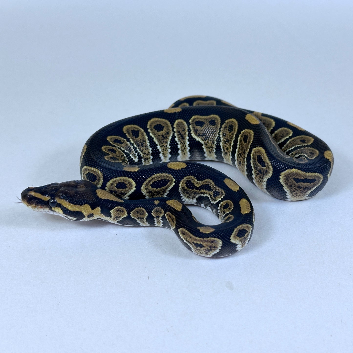 2025 Male Chocolate TH VPI True Ghost Clown