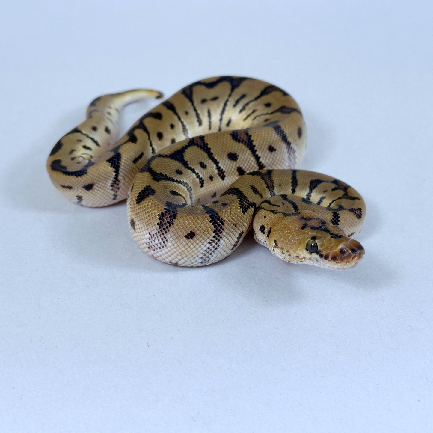 2025 Female Hidden Gene Woma Clown