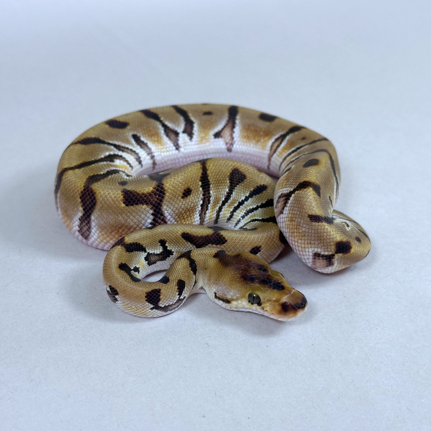 2025 Male HGW Enchi Clown