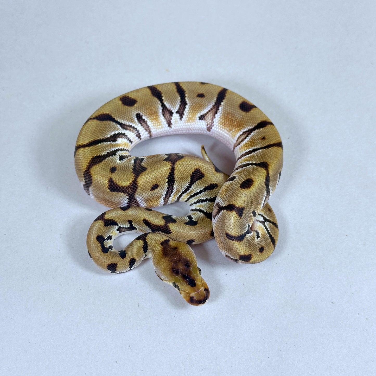 2025 Male HGW Enchi Clown