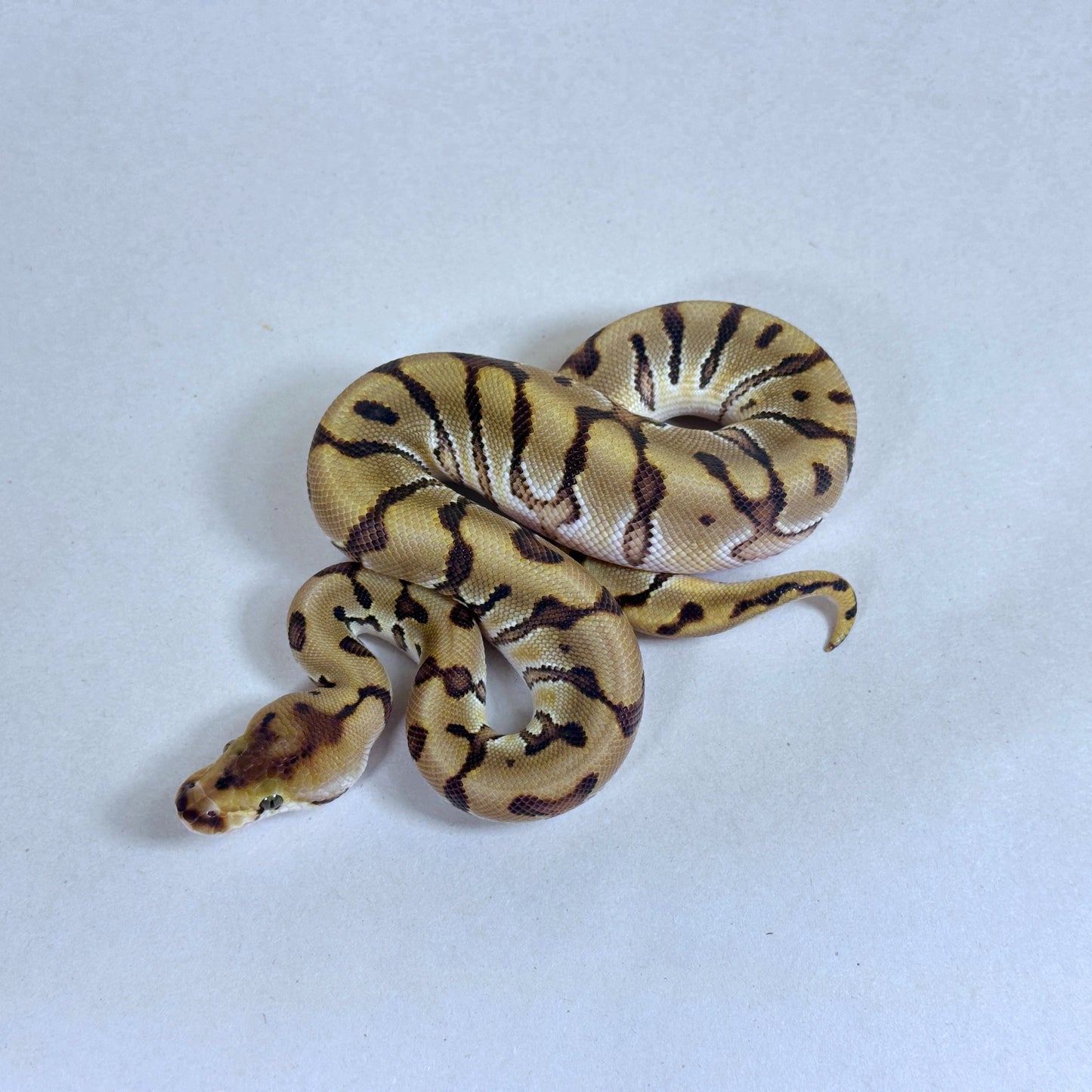 2025 Male HGW Enchi Fire Clown
