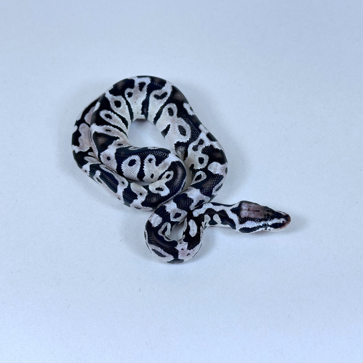 2025 Male Pastel VPI Axanthic het Clown