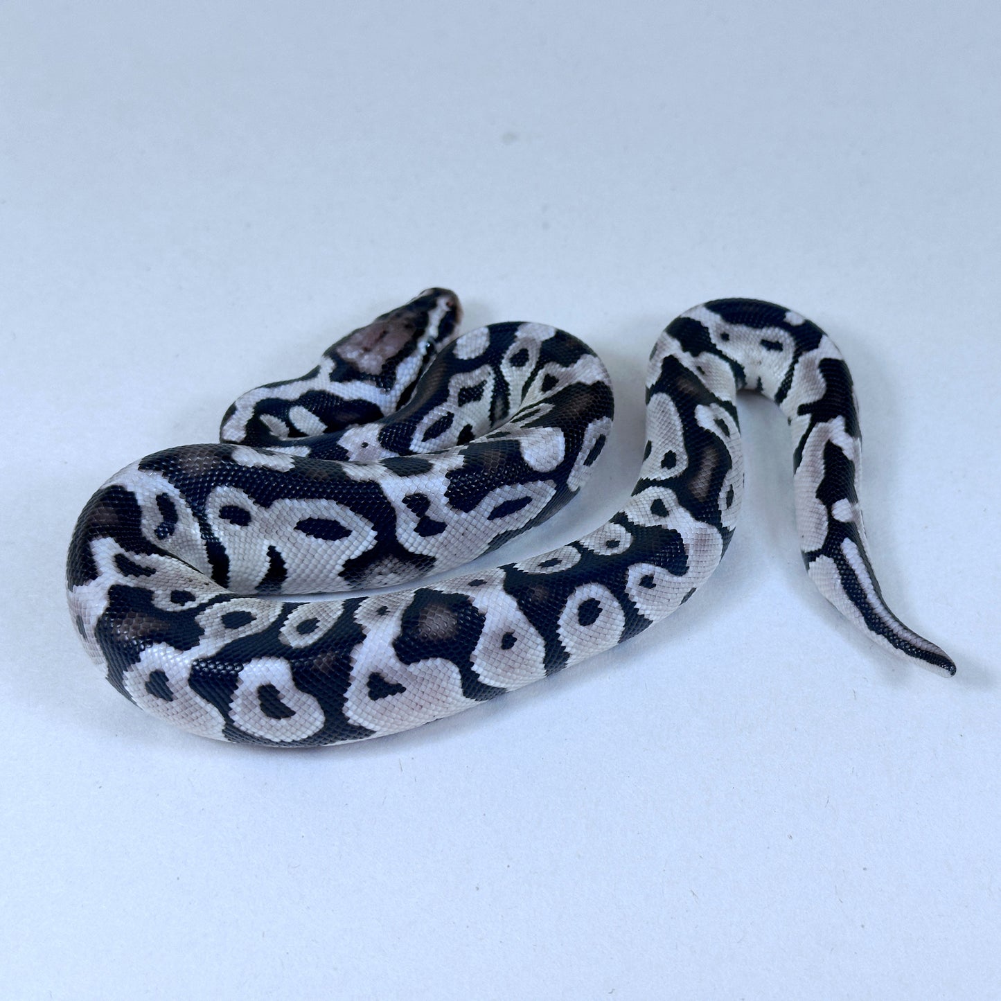 2025 Male Pastel VPI Axanthic het Clown