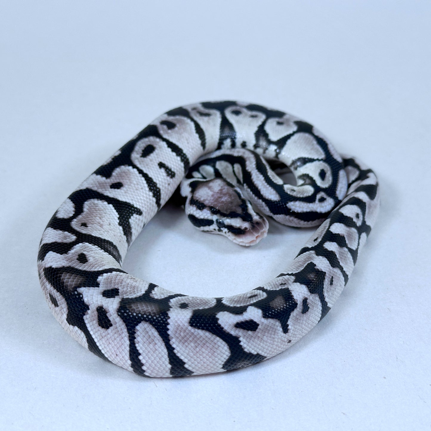 2025 Female Pastel VPI Axanthic het Clown