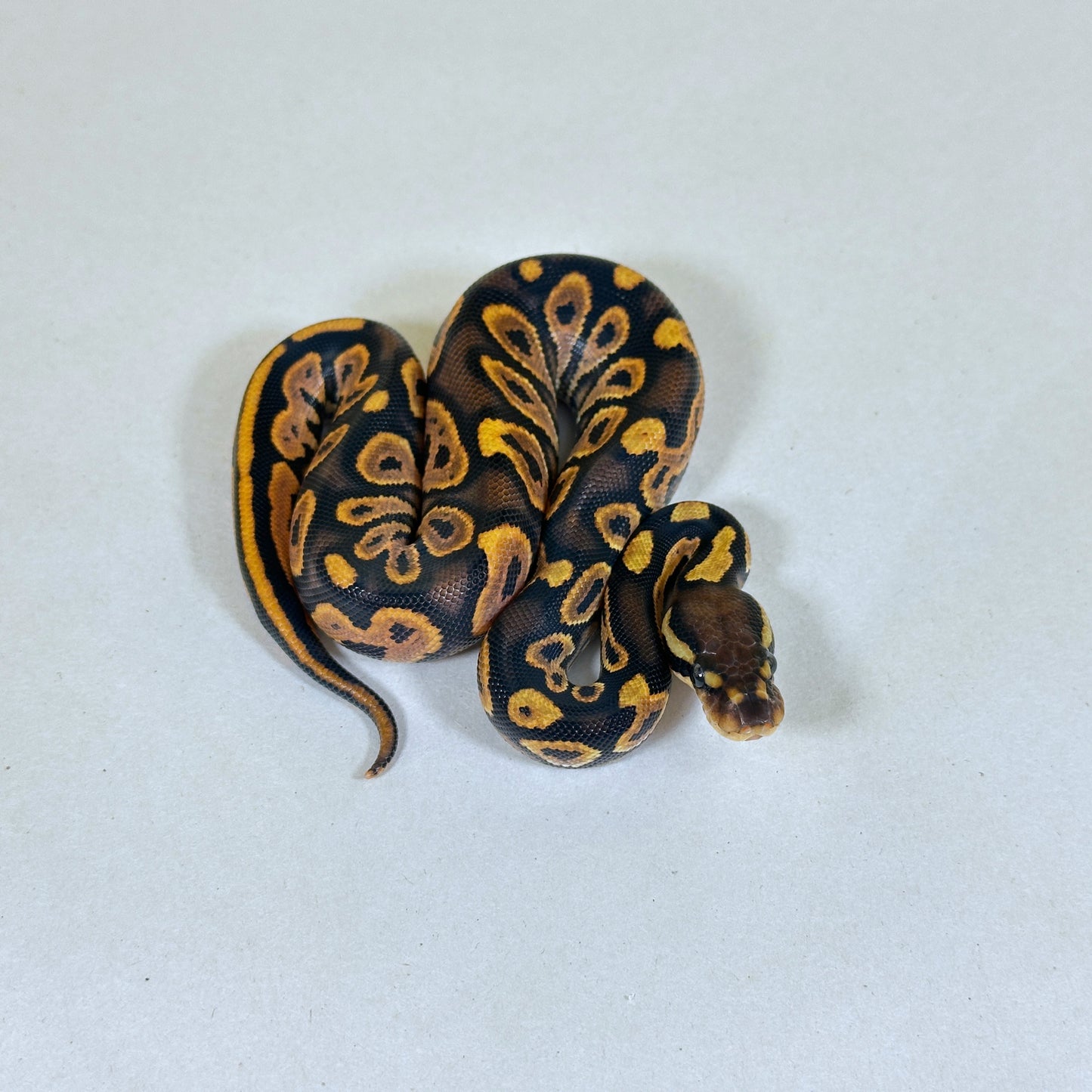 2025 Female Black Pastel Enchi YB/Specter het Hypo