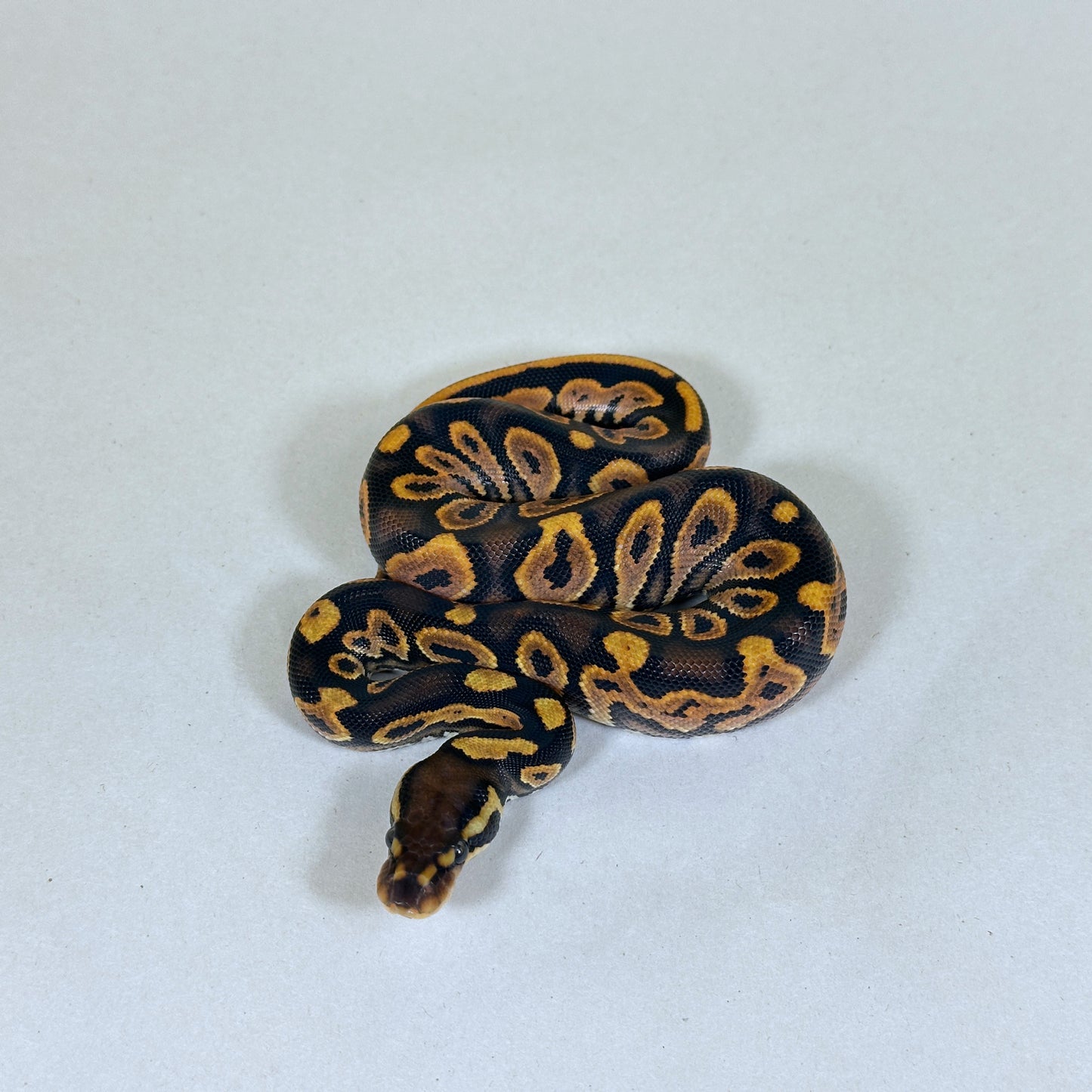 2025 Female Black Pastel Enchi YB/Specter het Hypo