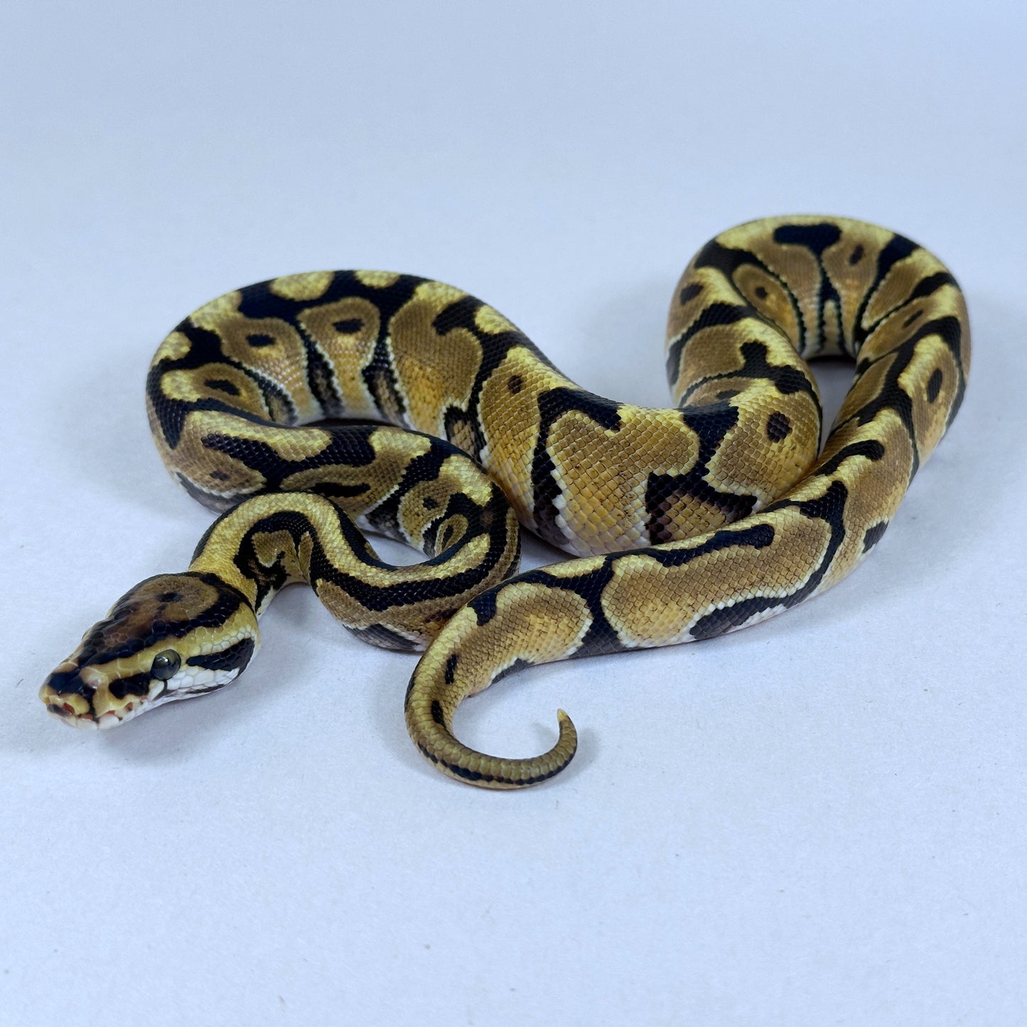 2025 Male Enchi Spotnose pos Red Stripe DH VPI Axanthic Clown