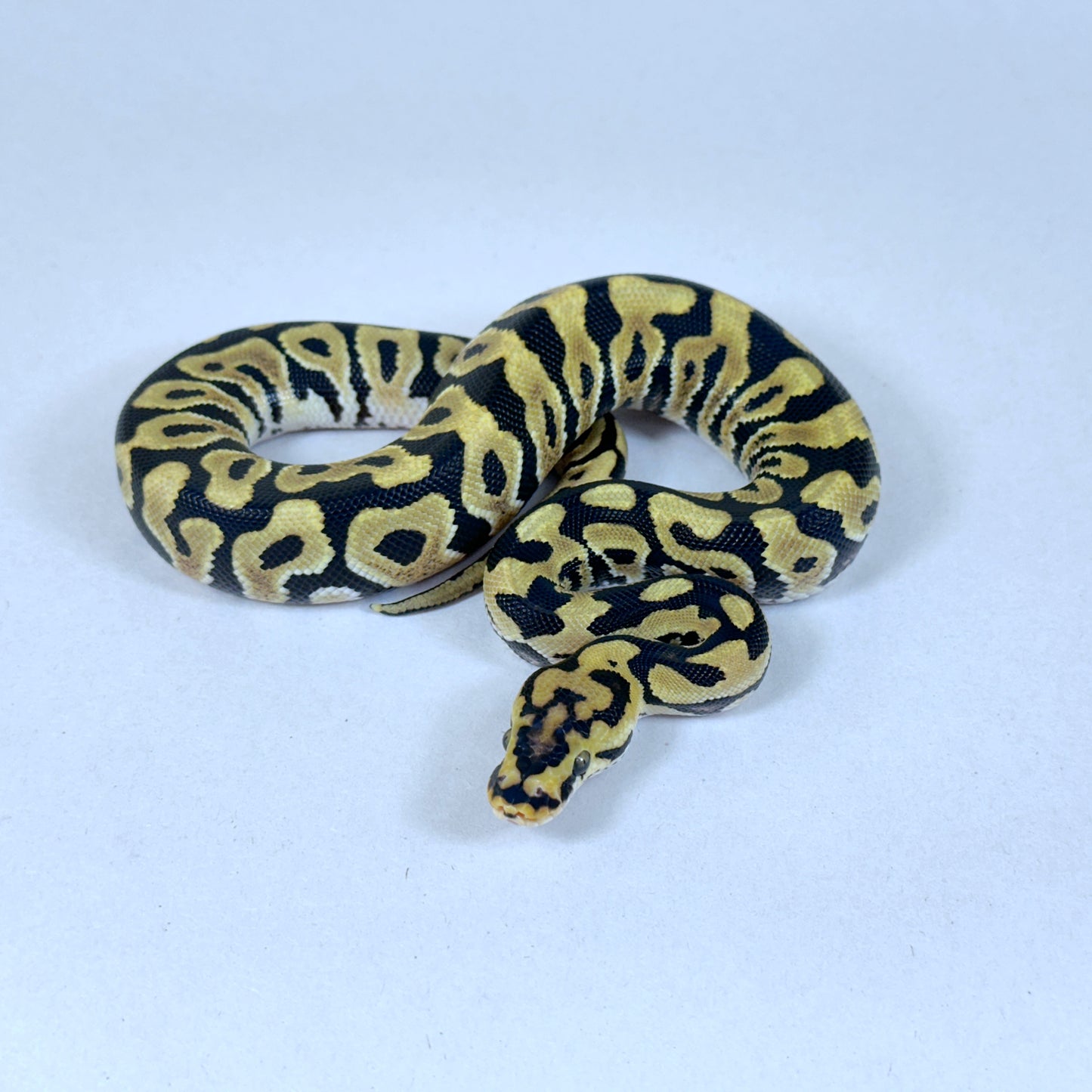 2025 Male Spotnose Red Stripe Crypton het VPI Axanthic