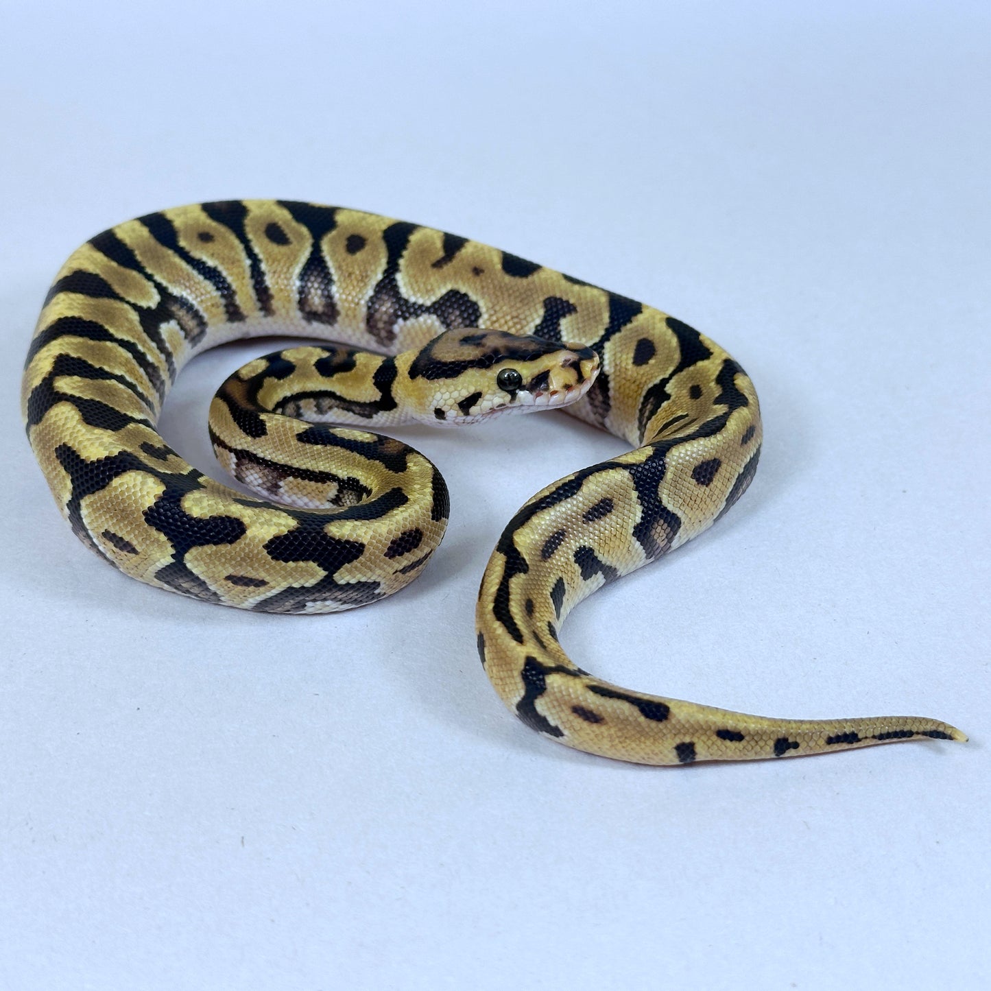 2025 Enchi Spotnose Red Stripe Crypton het VPI Axanthic