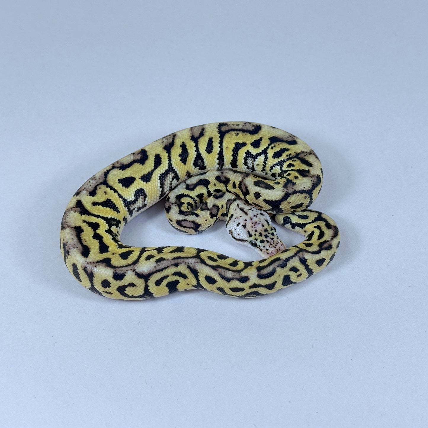 2025 Male Pastel Red Stripe Spotnose Crypton het VPI Axanthic