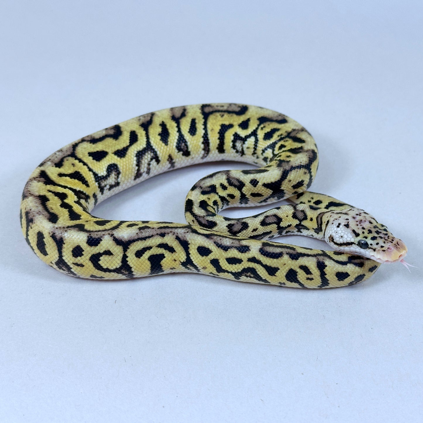 2025 Male Pastel Red Stripe Spotnose Crypton het VPI Axanthic