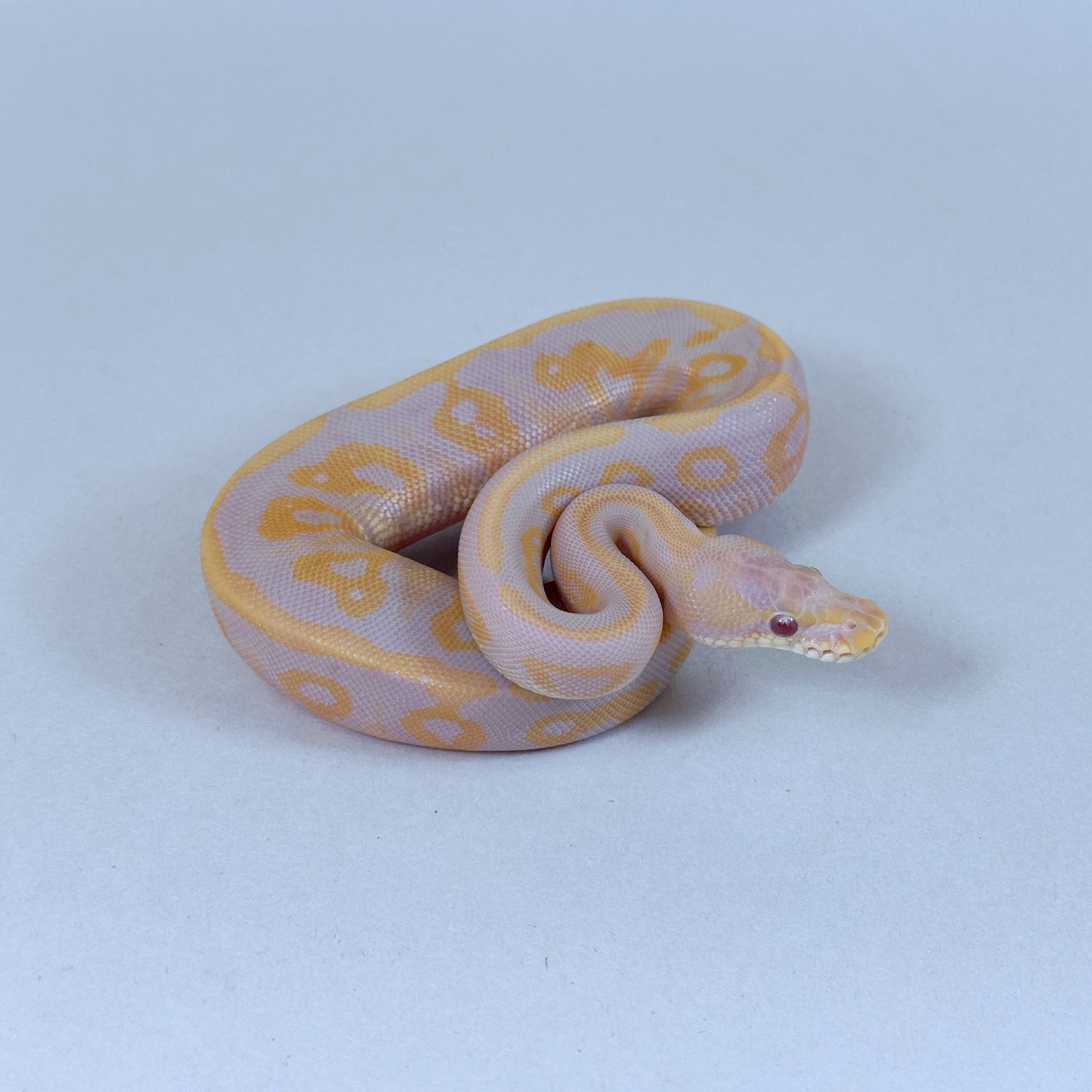 2025 Female Leopard Cinnamon Candy