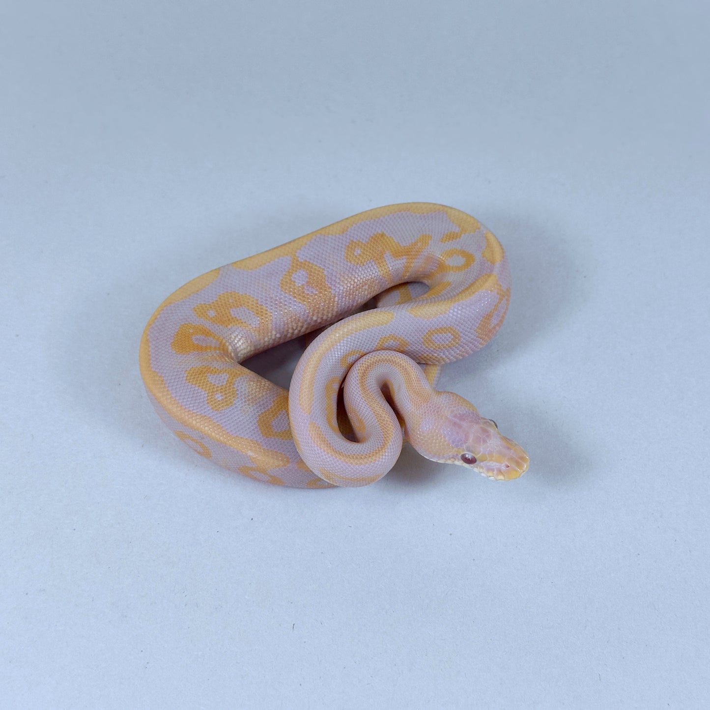 2025 Female Leopard Cinnamon Candy