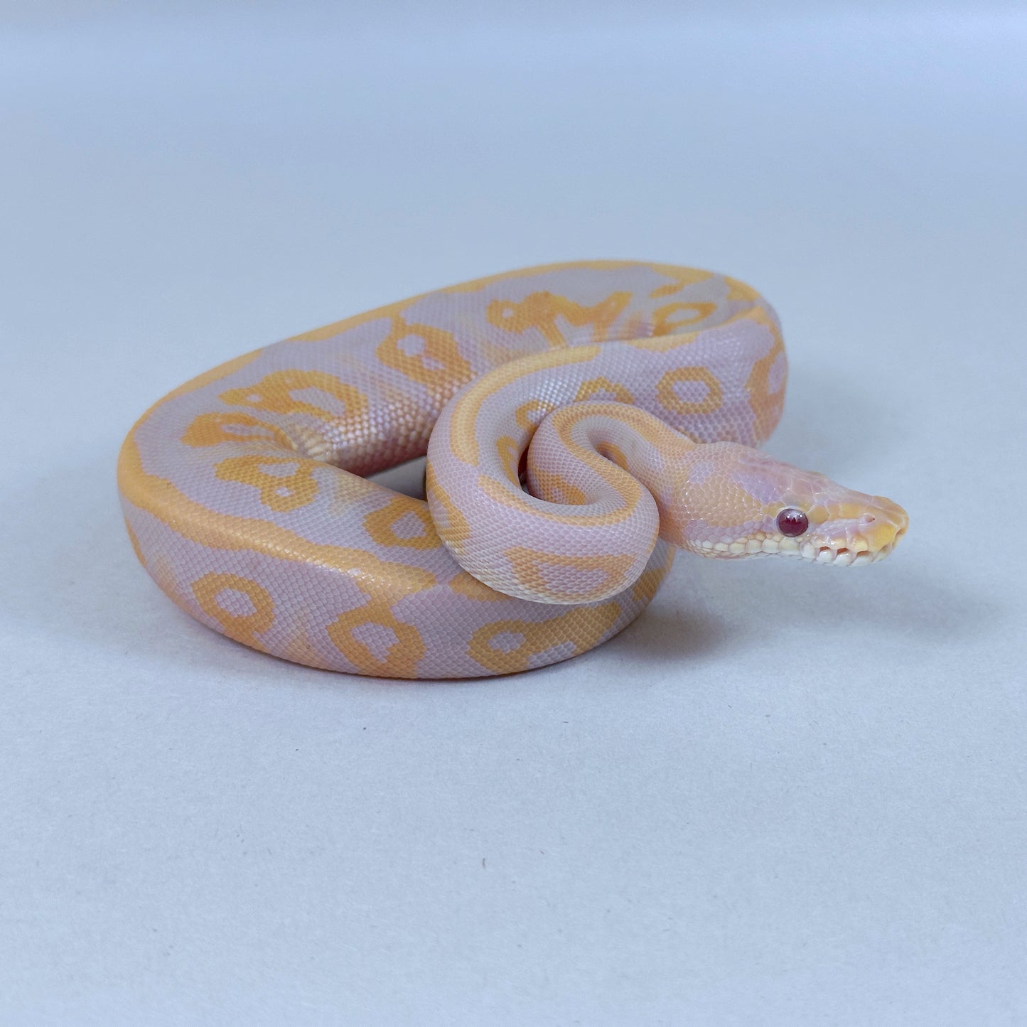 2025 Female Leopard Cinnamon Candy