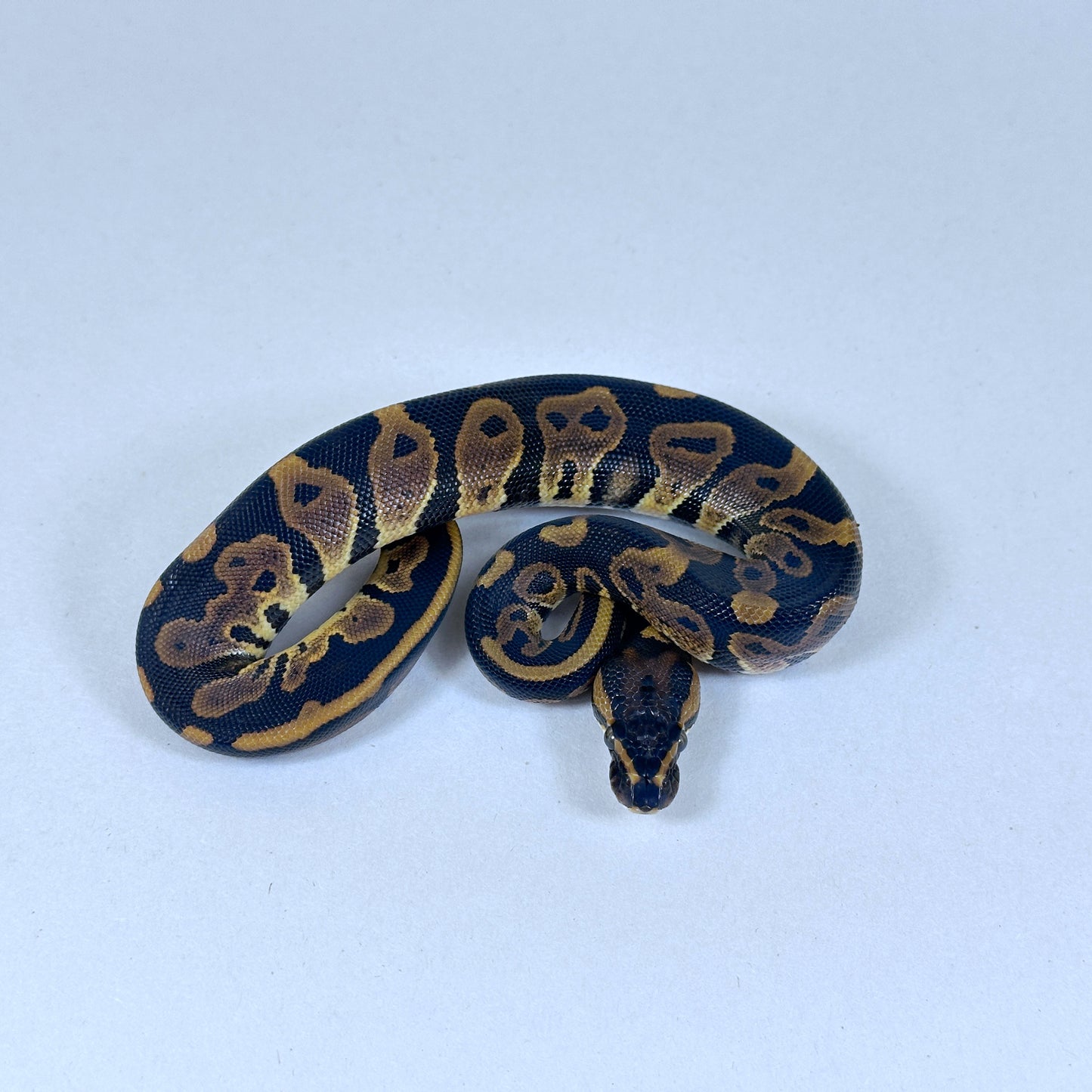 2025 Male Leopard het Candy