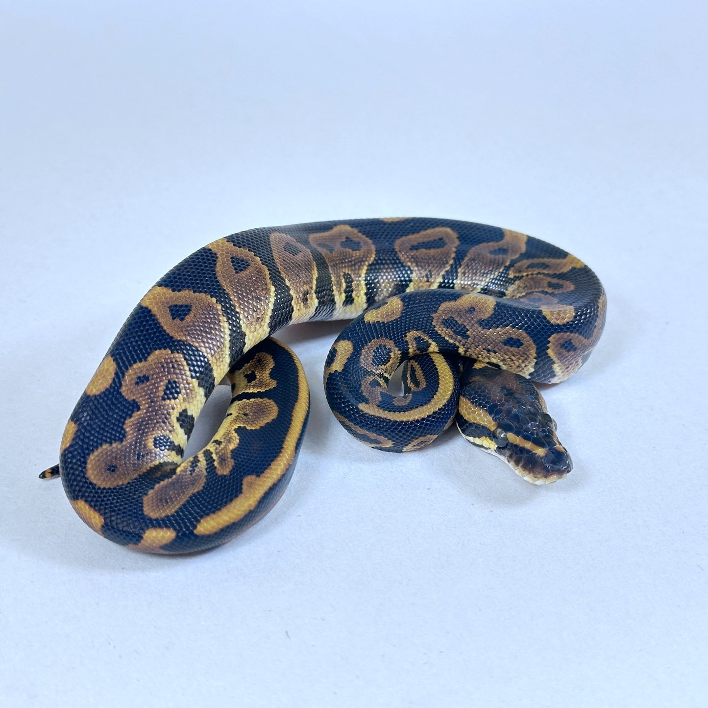 2025 Male Leopard het Candy