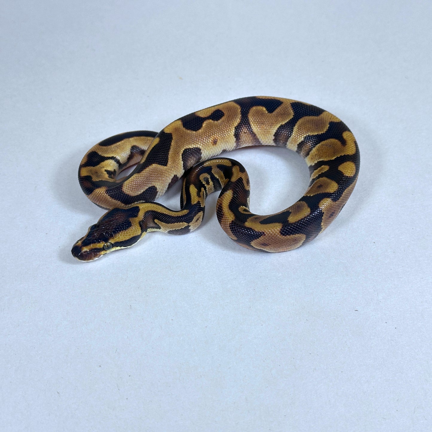 2025 Male Enchi Leopard het Candy