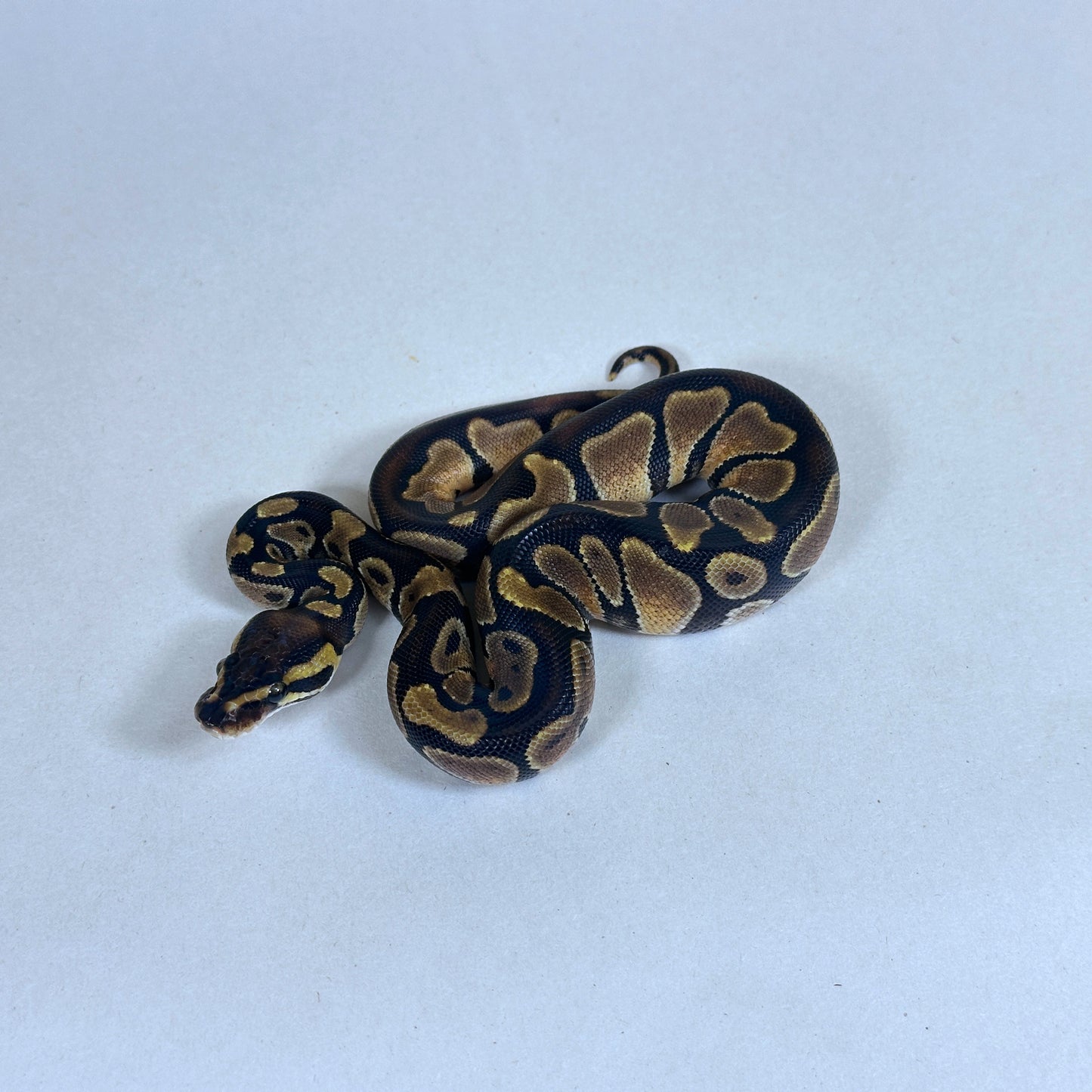 2025 Female DARK Enchi het Candy