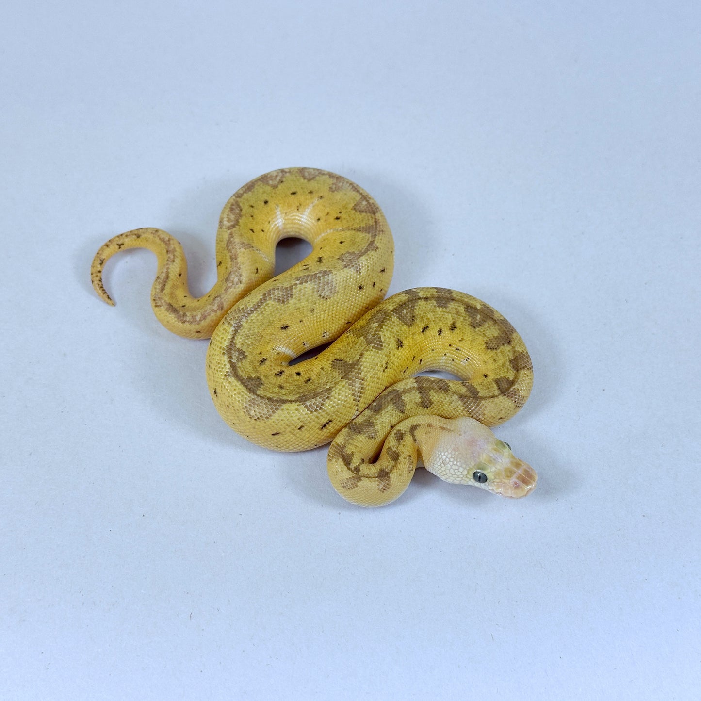 2025 Female Lemon Blast Yellow Belly Clown het Desert Ghost