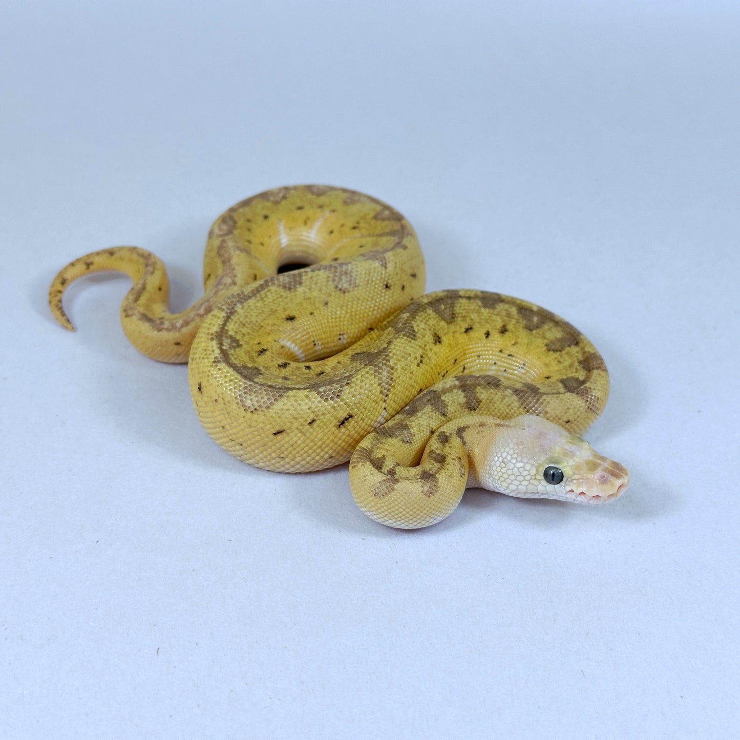 2025 Female Lemon Blast Yellow Belly Clown het Desert Ghost