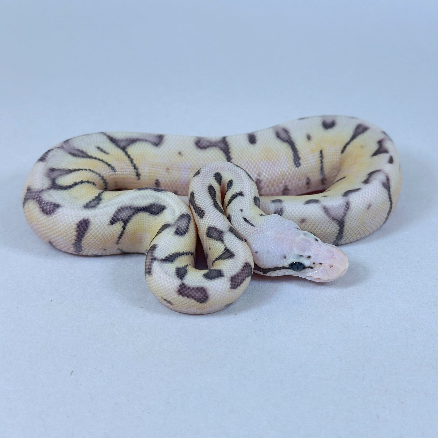 2025 Female Killer Bee Yellow Belly Desert Ghost Het Clown
