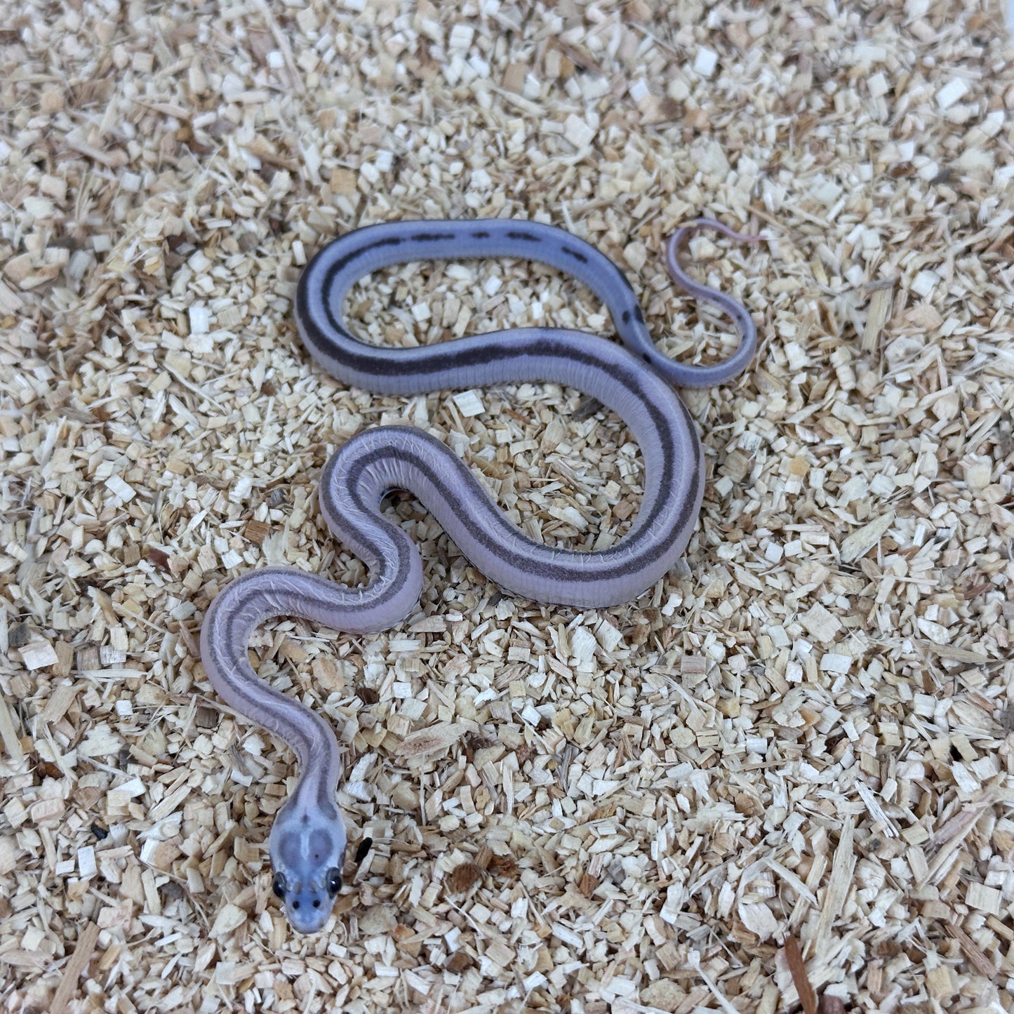 2025 Male Anery Stripe Scaleless pos TH Amel Hypo Bloodred Corn Snake