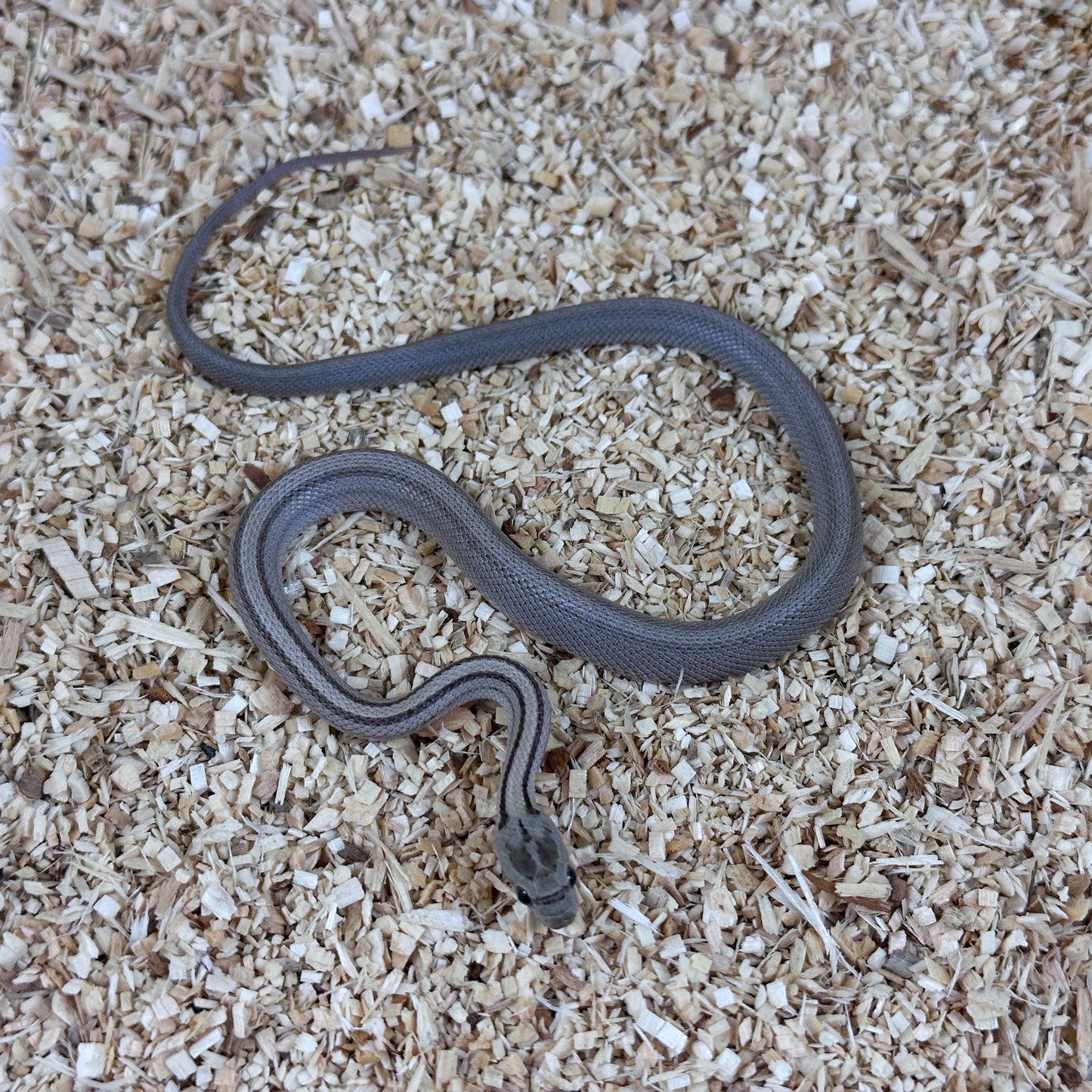 2025 Female Anery Stripe Het Scaleless pos TH Amel Hypo Bloodred Corn Snake