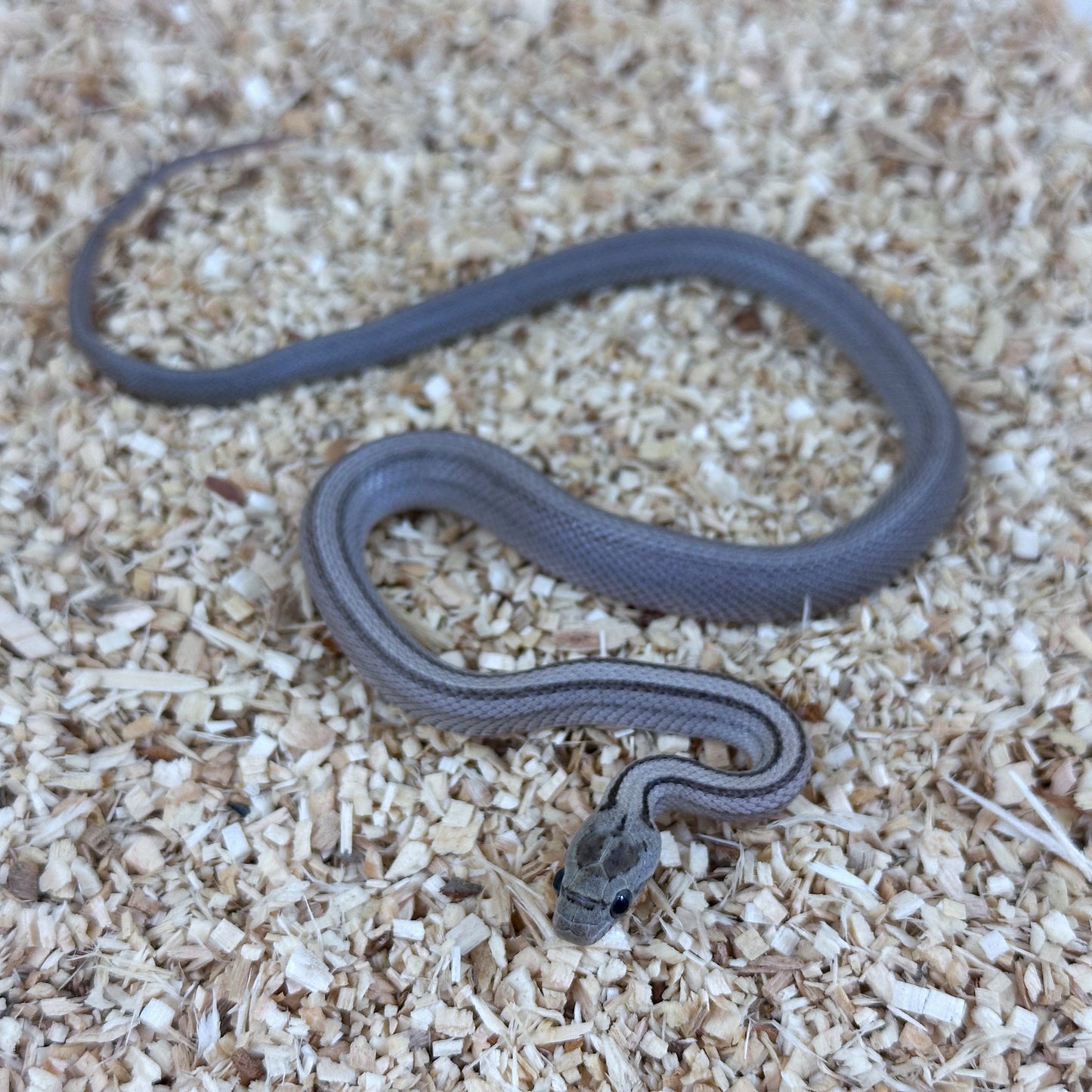 2025 Female Anery Stripe Het Scaleless pos TH Amel Hypo Bloodred Corn Snake